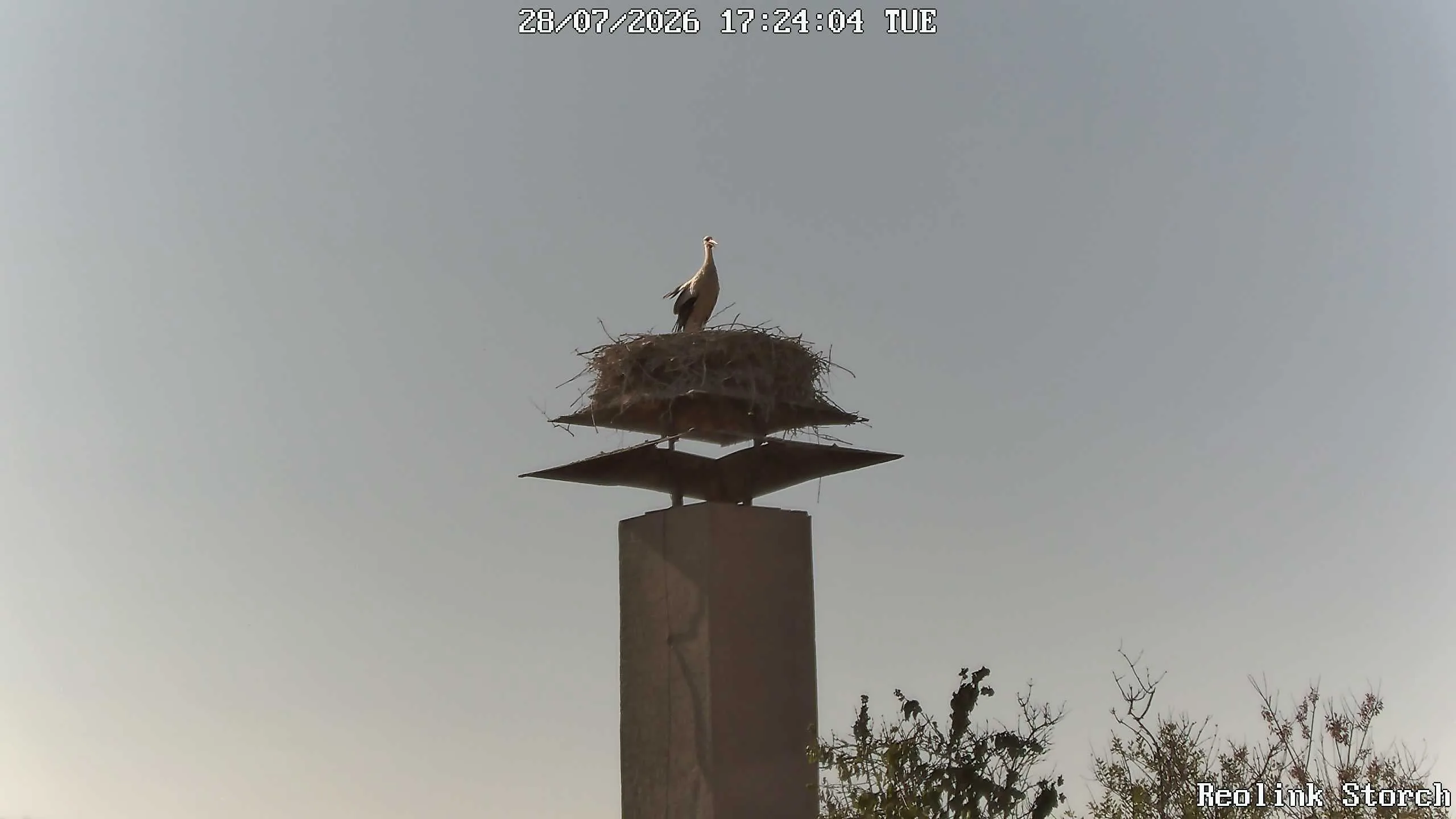 Storchencam Bild