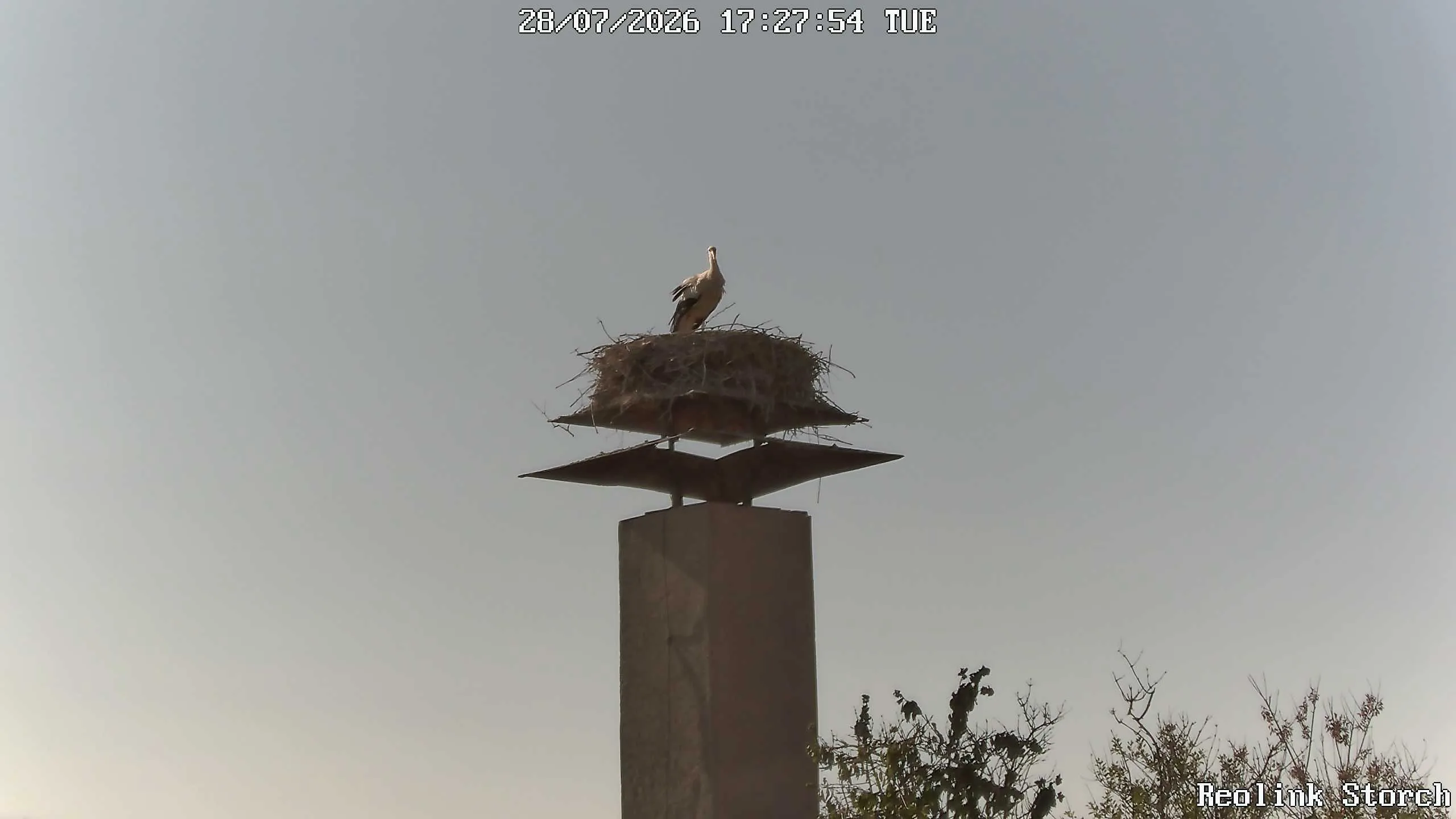 Storchencam Bild