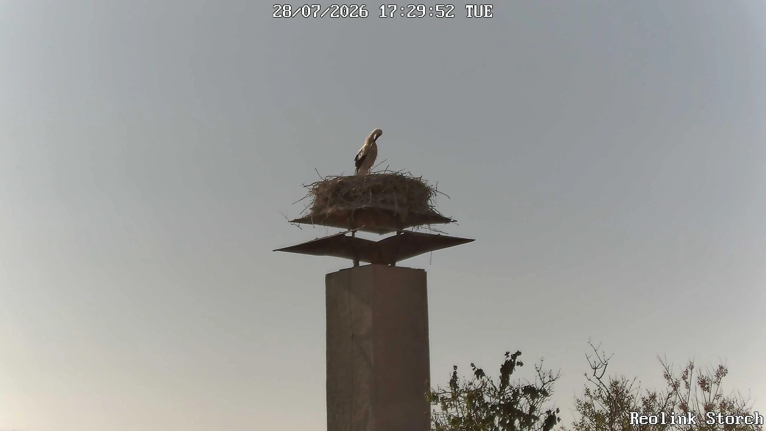 Storchencam Bild
