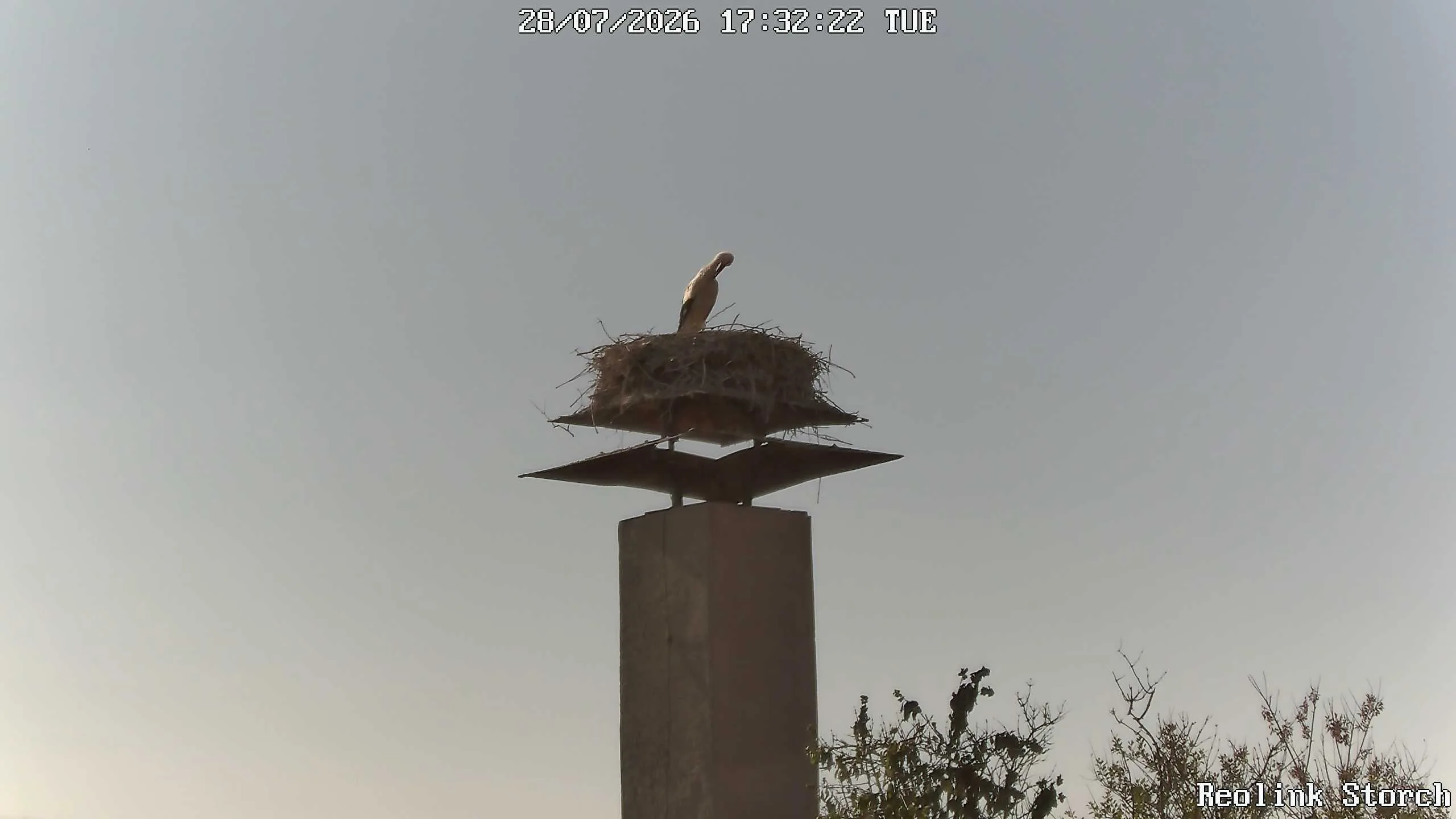 Storchencam Bild
