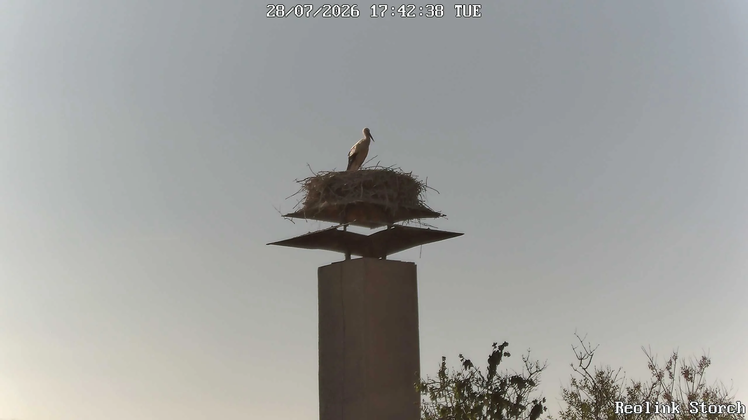 Storchencam Bild