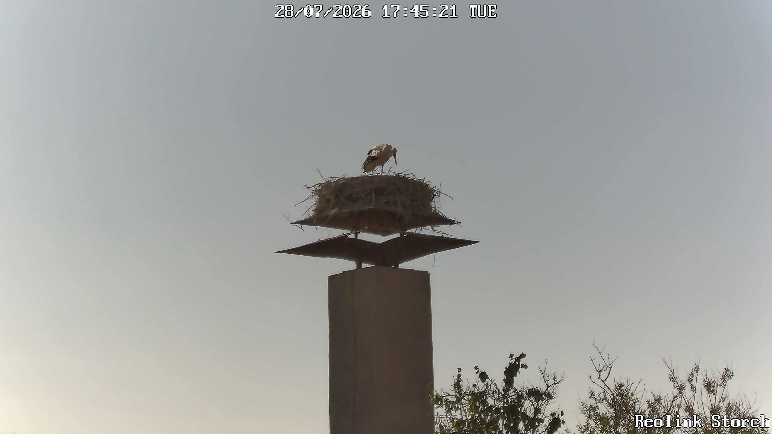 Storchencam Bild