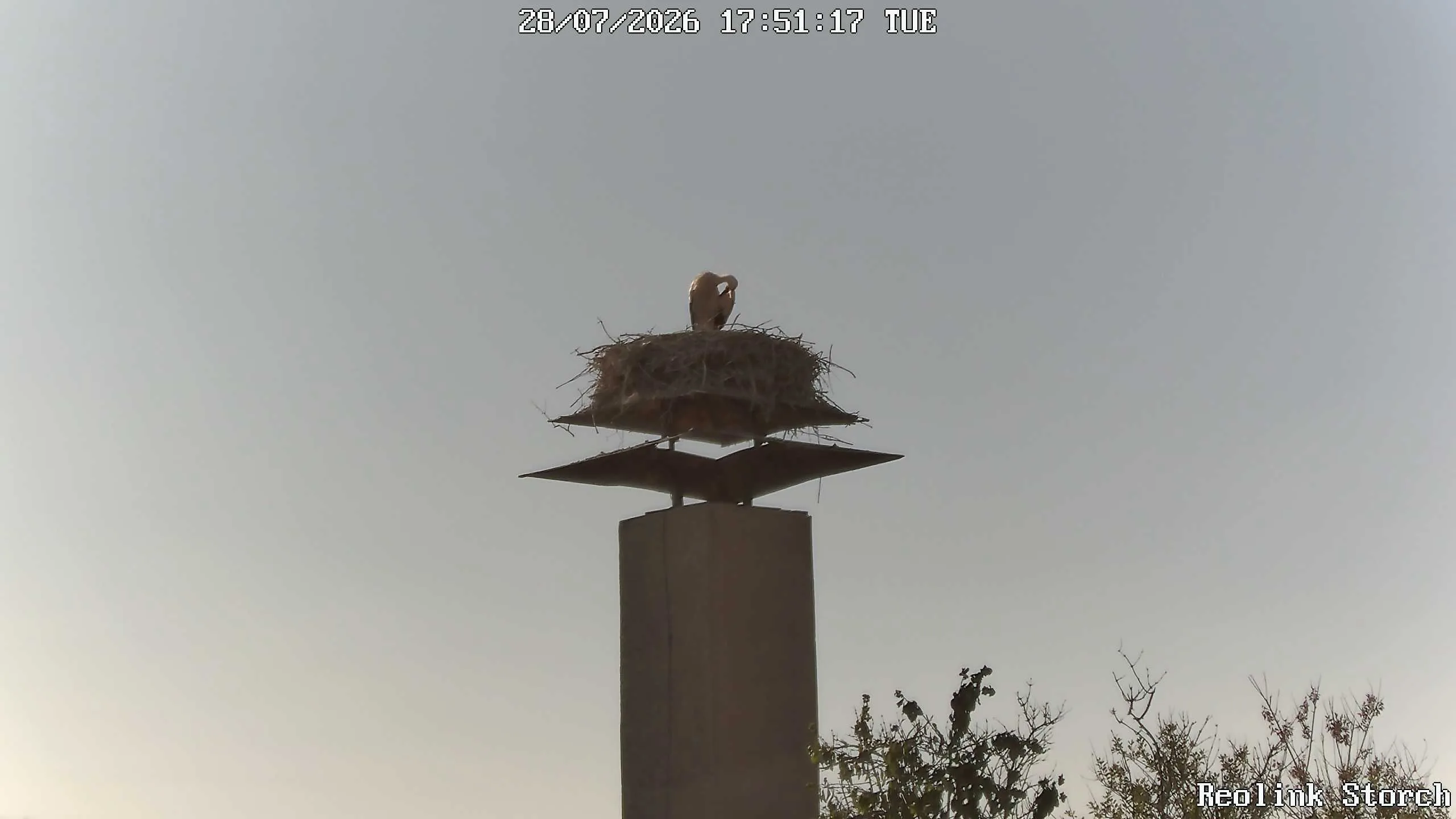 Storchencam Bild