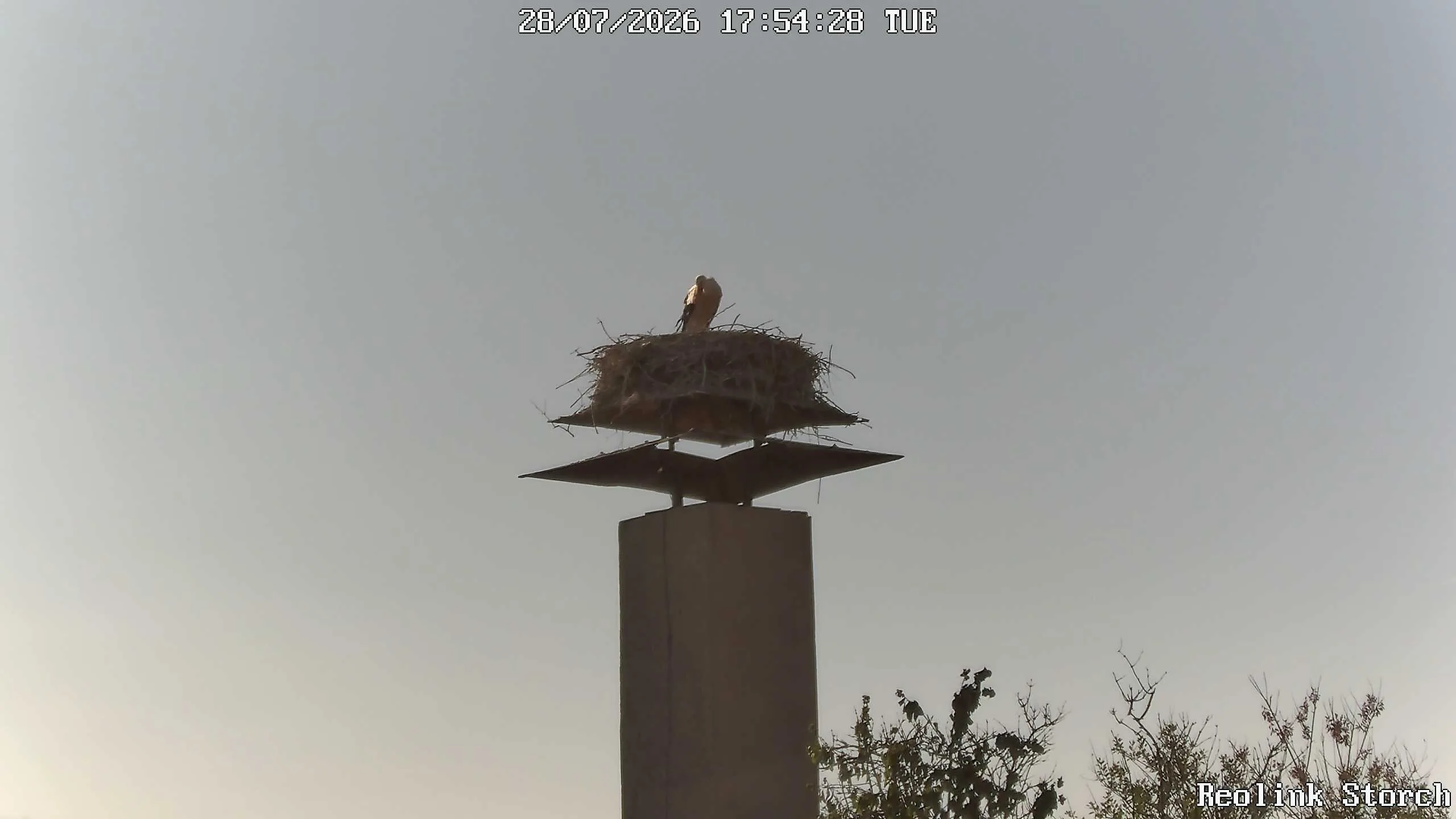 Storchencam Bild