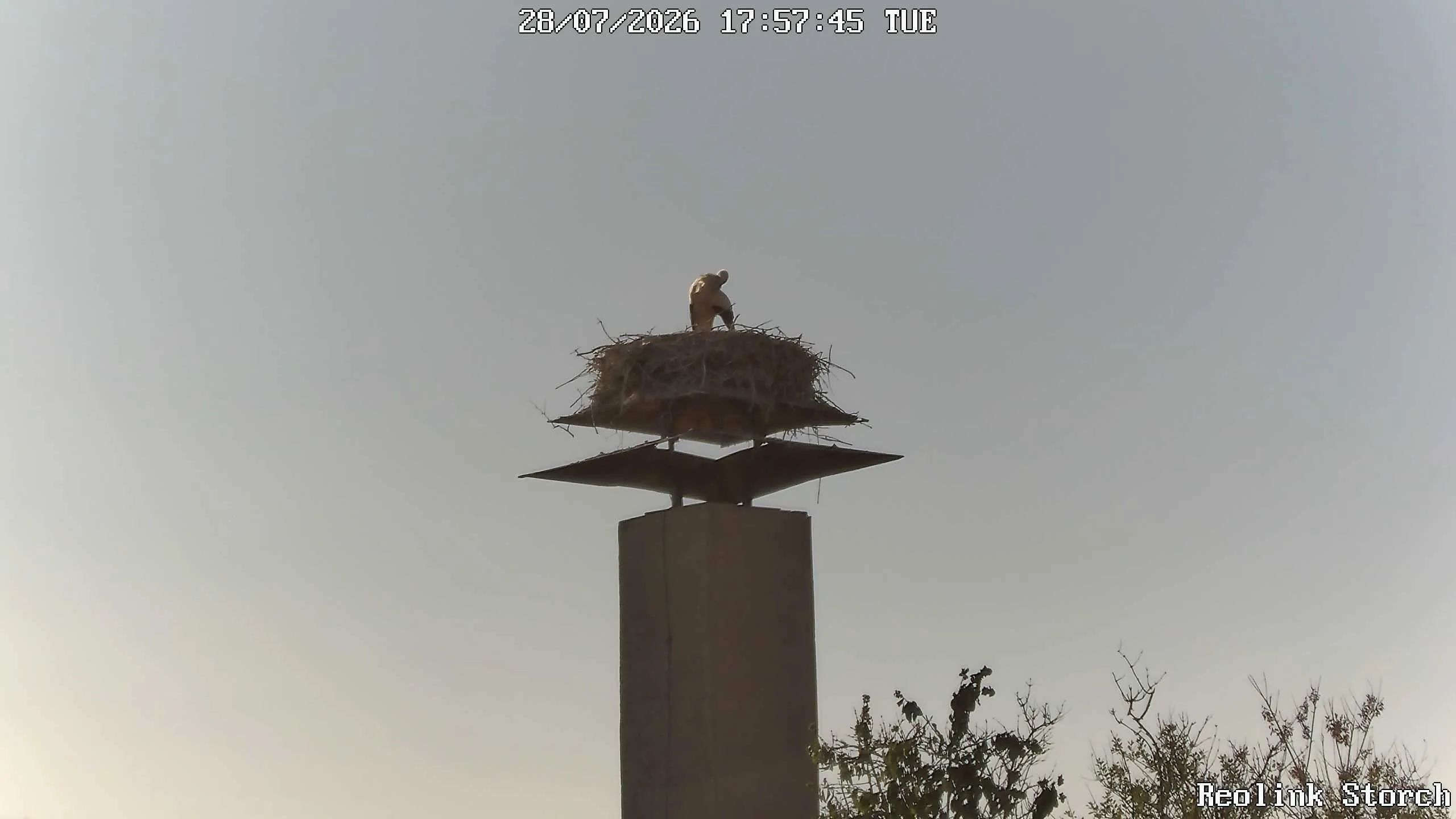 Storchencam Bild