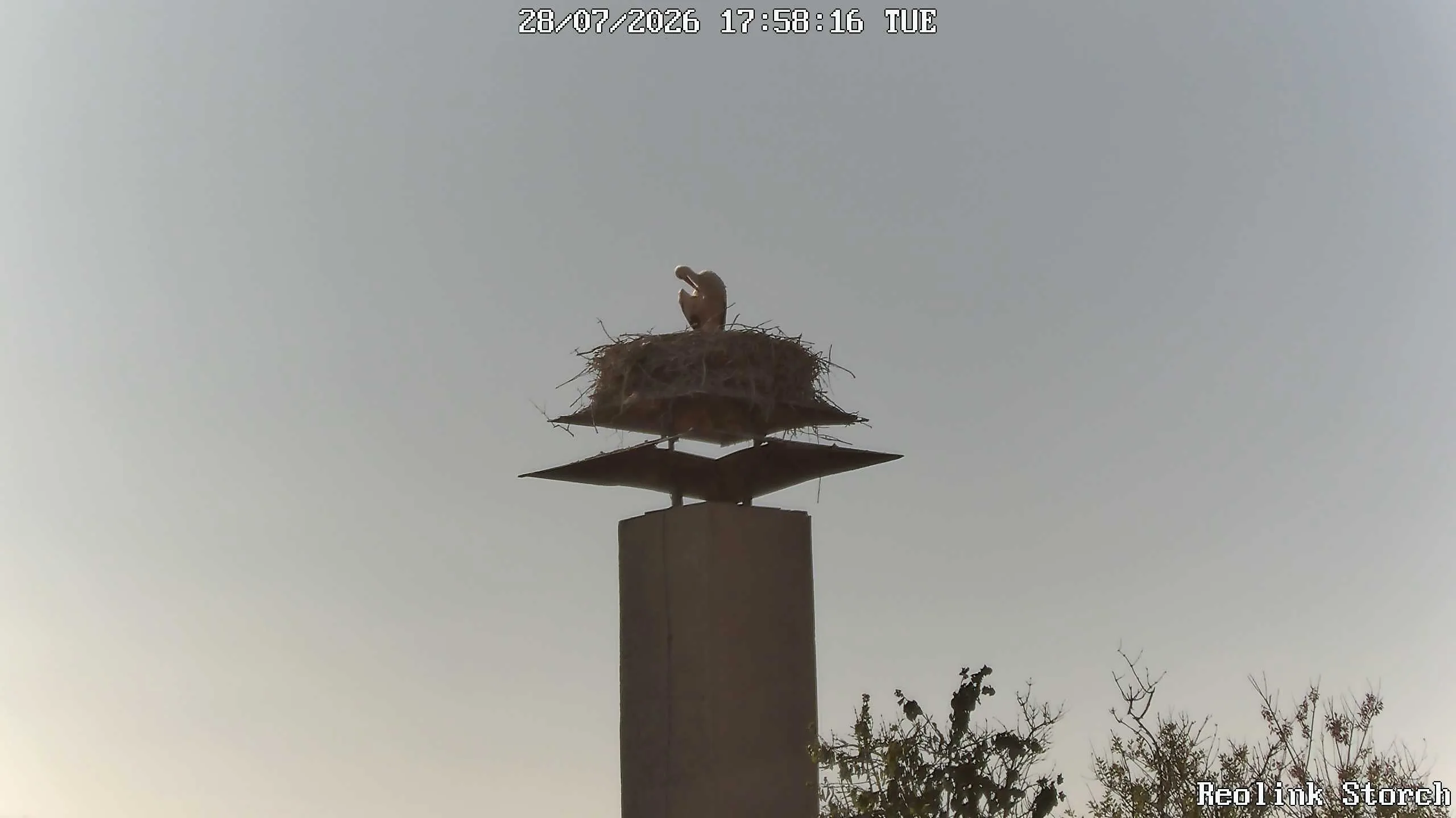 Storchencam Bild