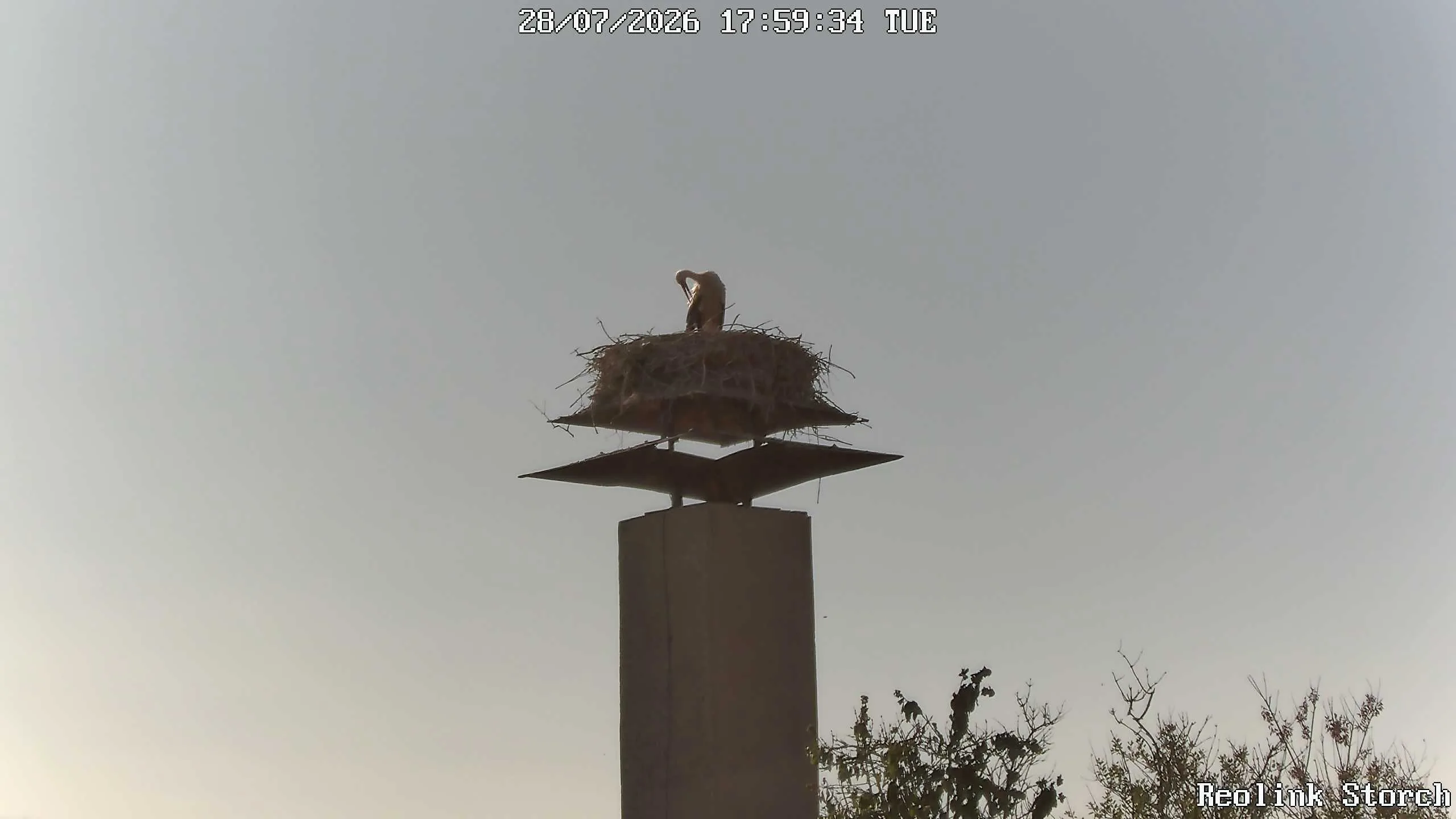 Storchencam Bild