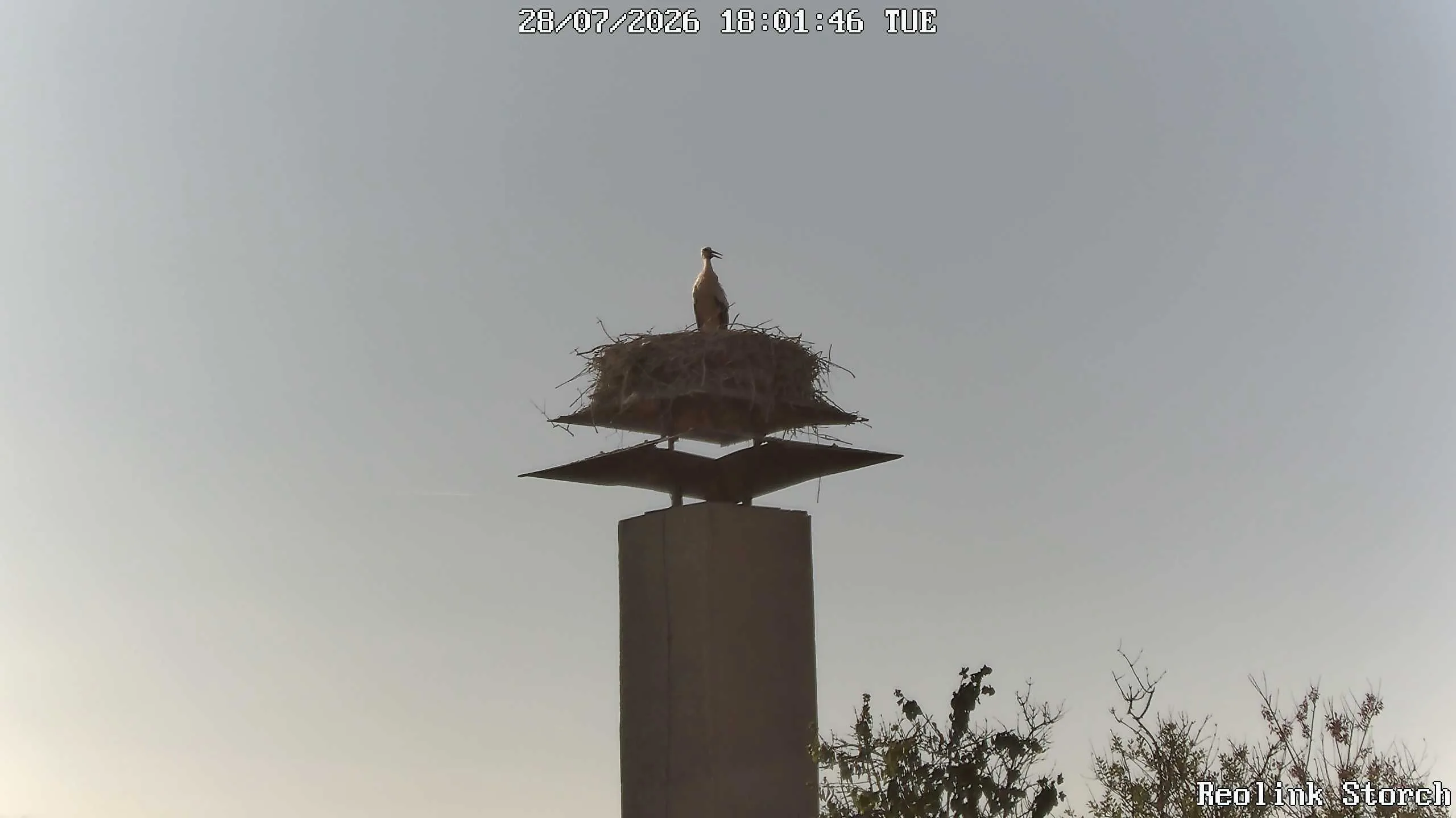 Storchencam Bild