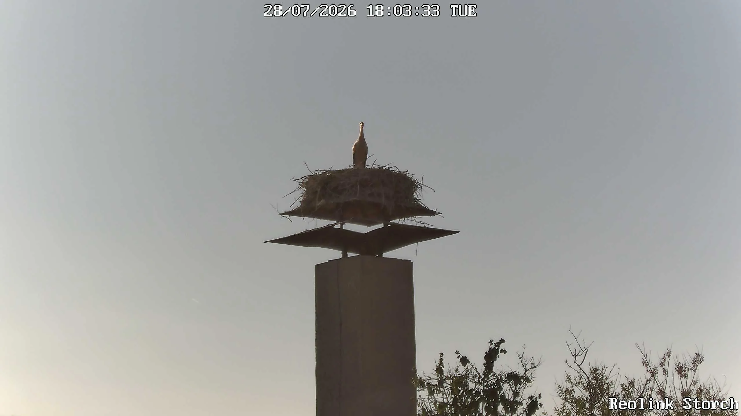 Storchencam Bild
