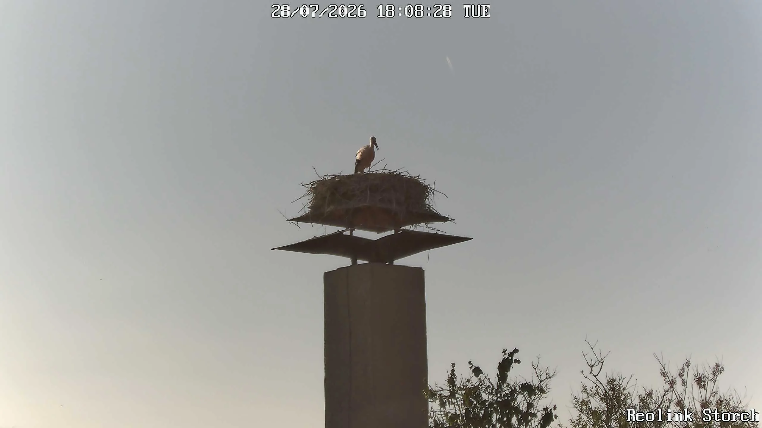 Storchencam Bild