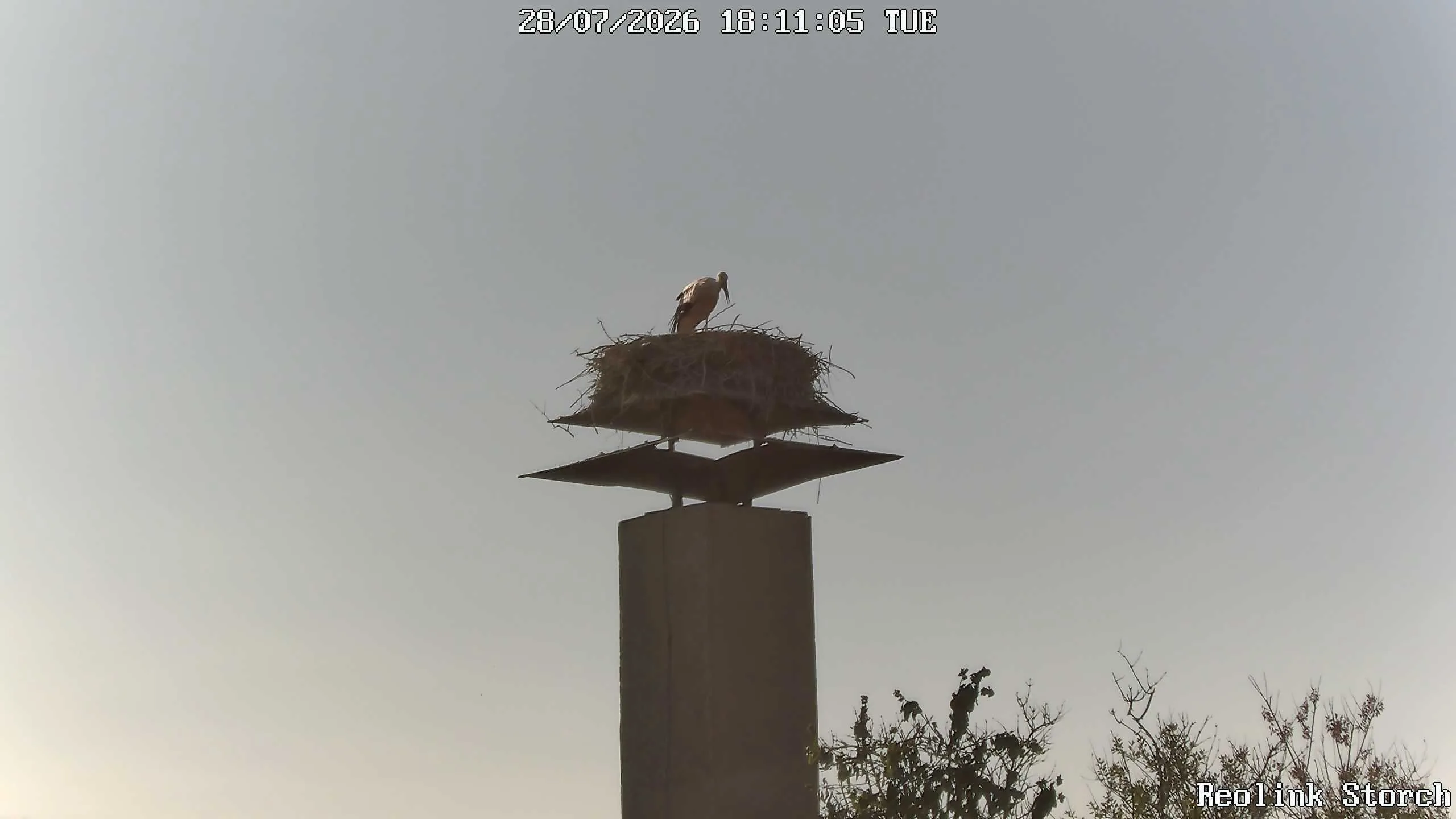 Storchencam Bild