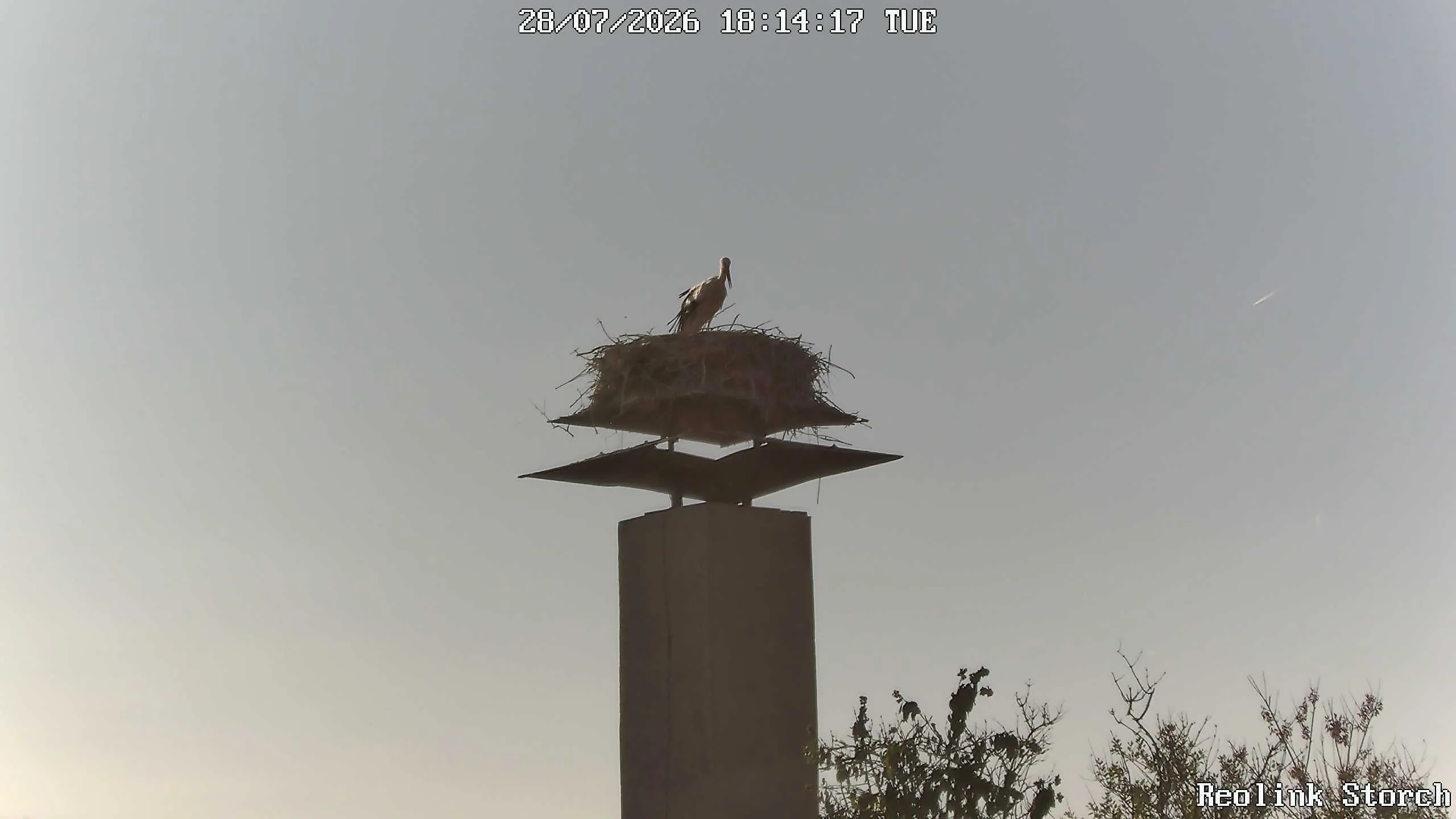 Storchencam Bild