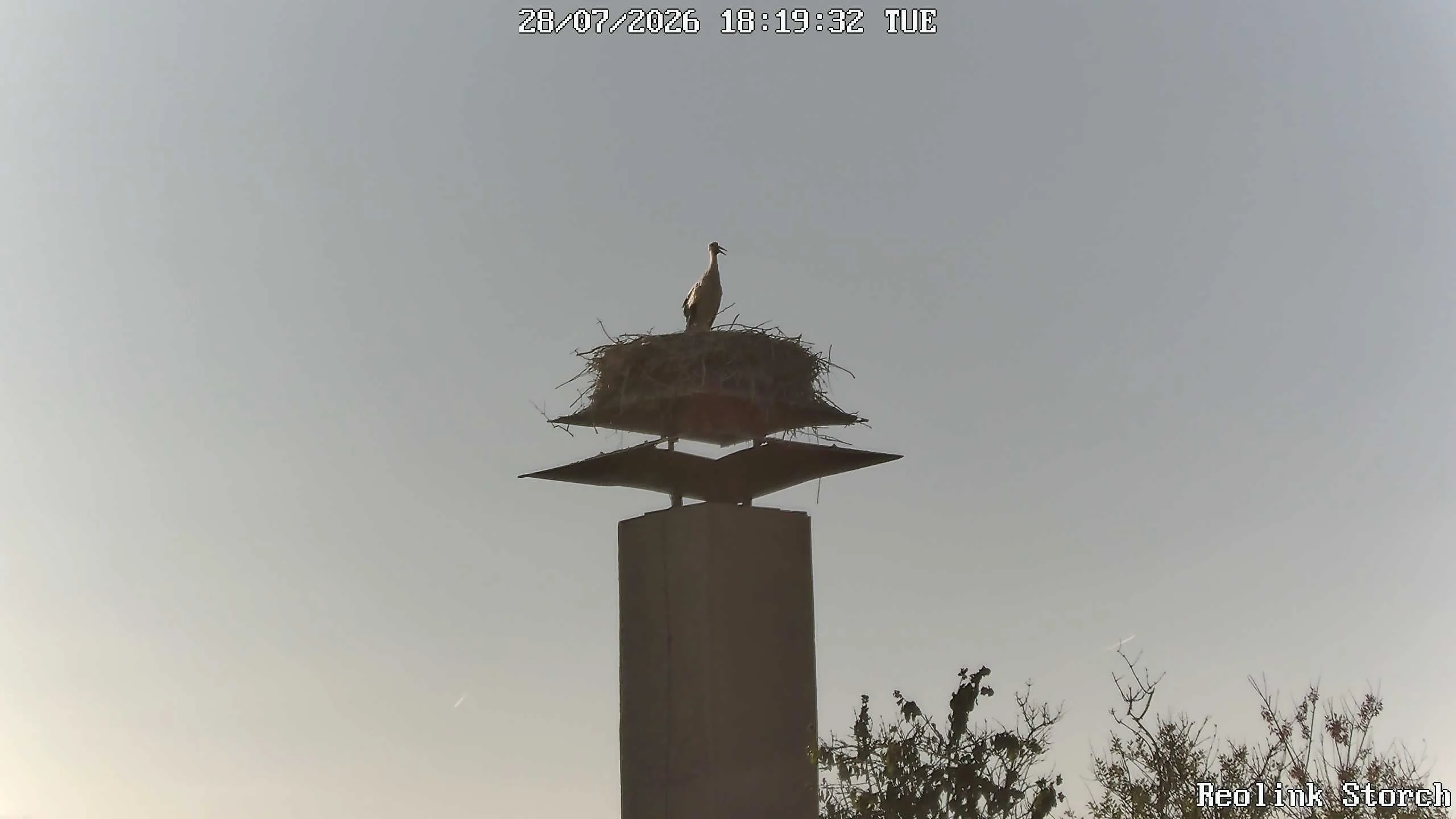 Storchencam Bild