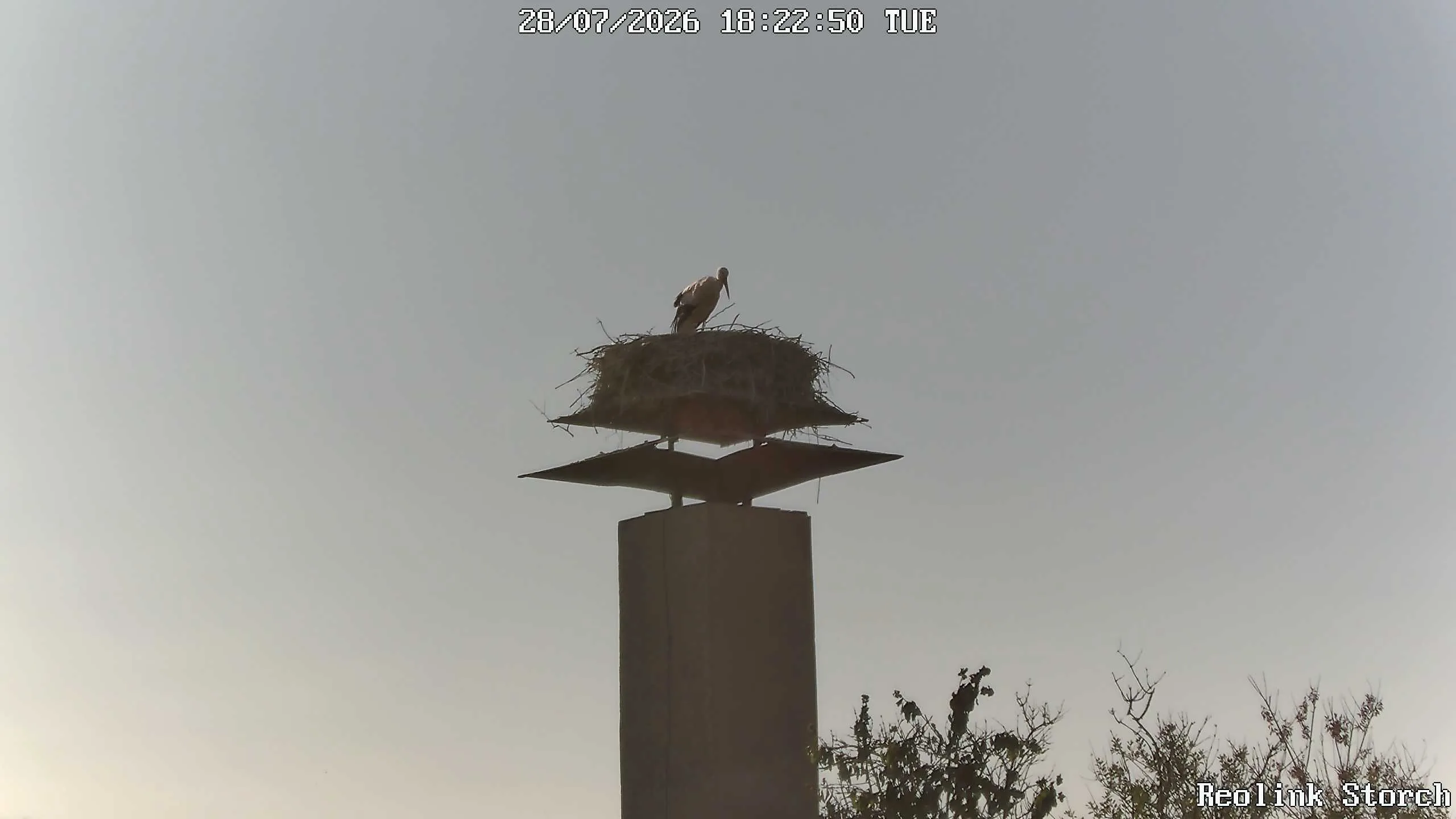 Storchencam Bild