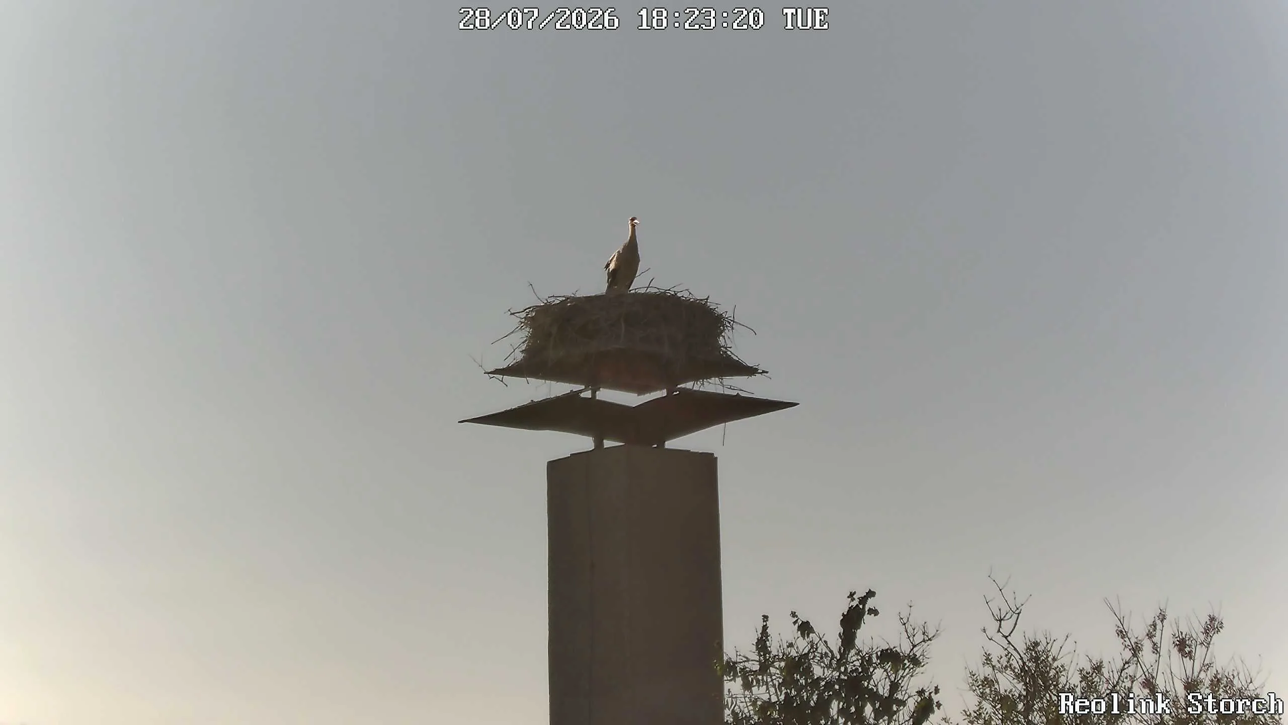 Storchencam Bild
