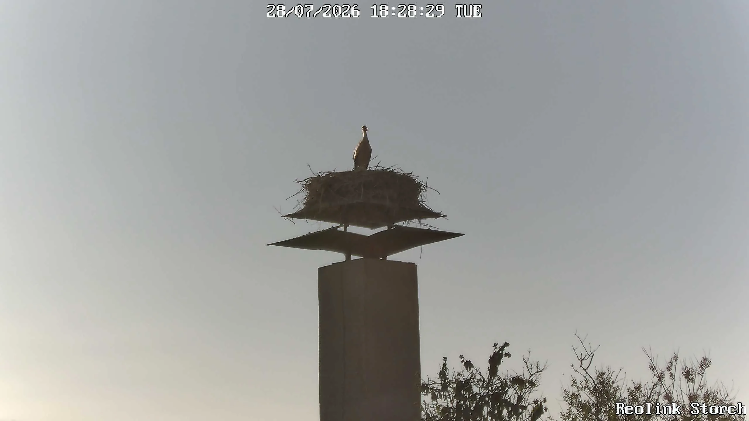 Storchencam Bild