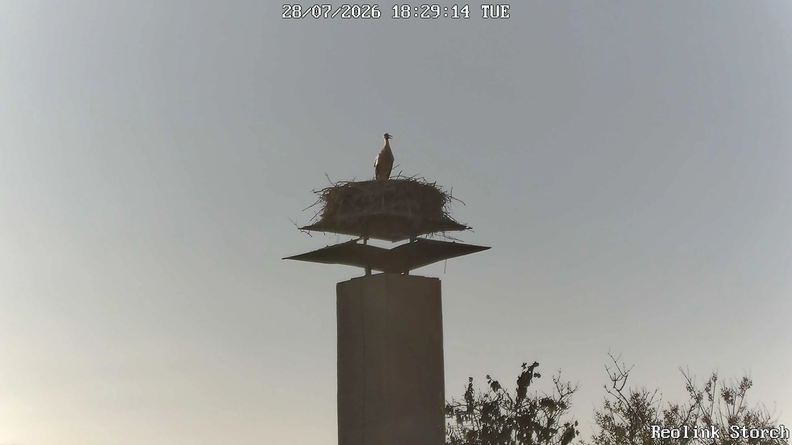 Storchencam Bild