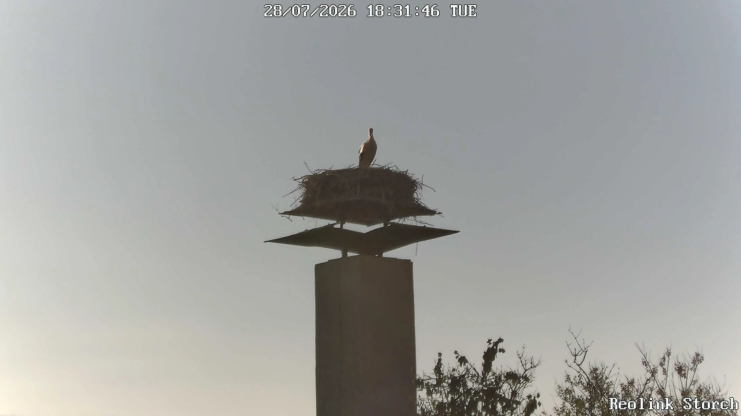 Storchencam Bild