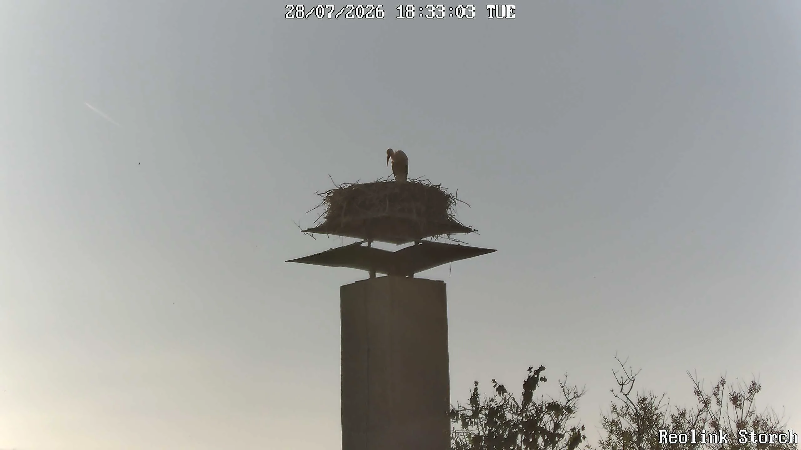 Storchencam Bild
