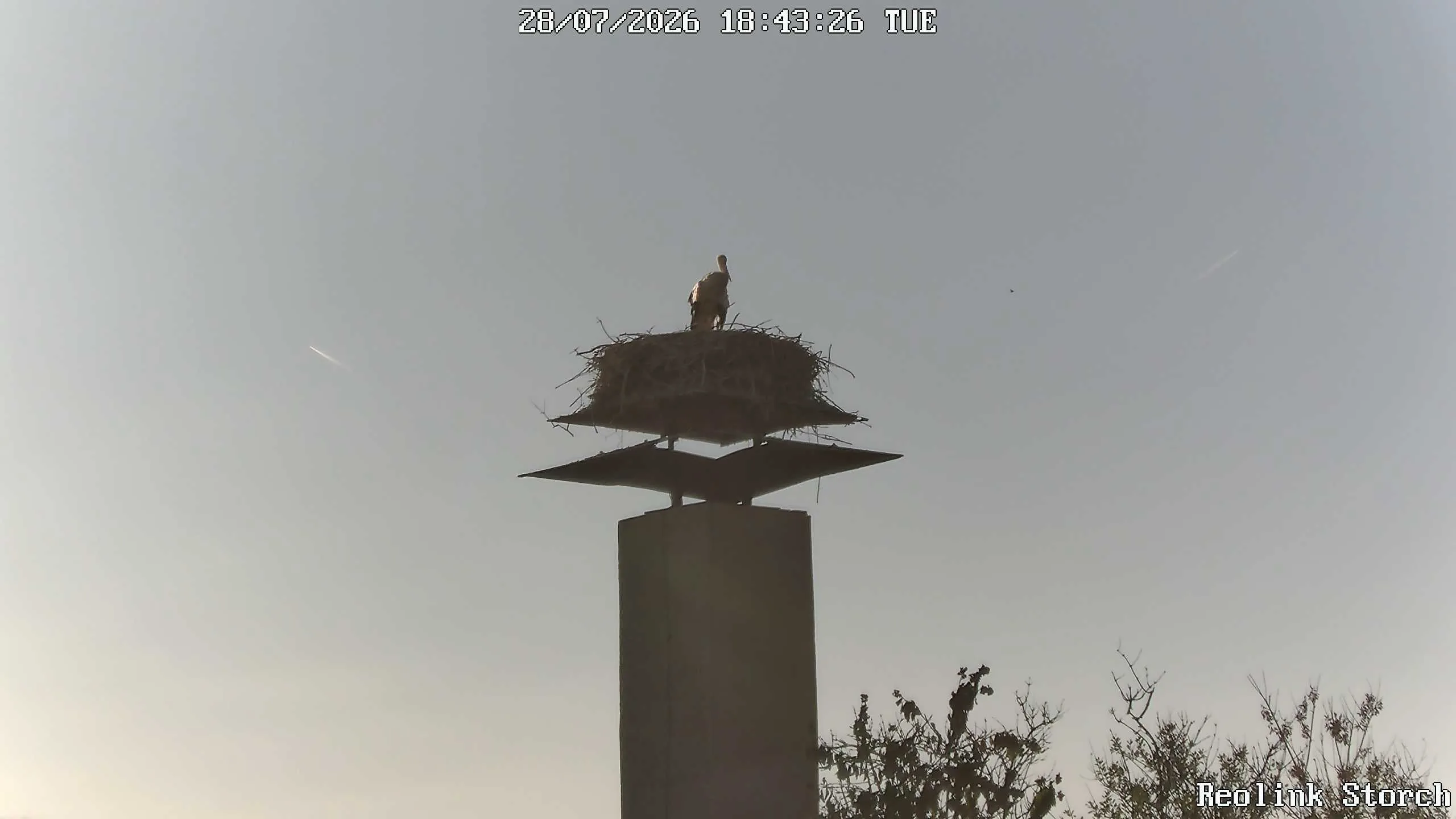 Storchencam Bild