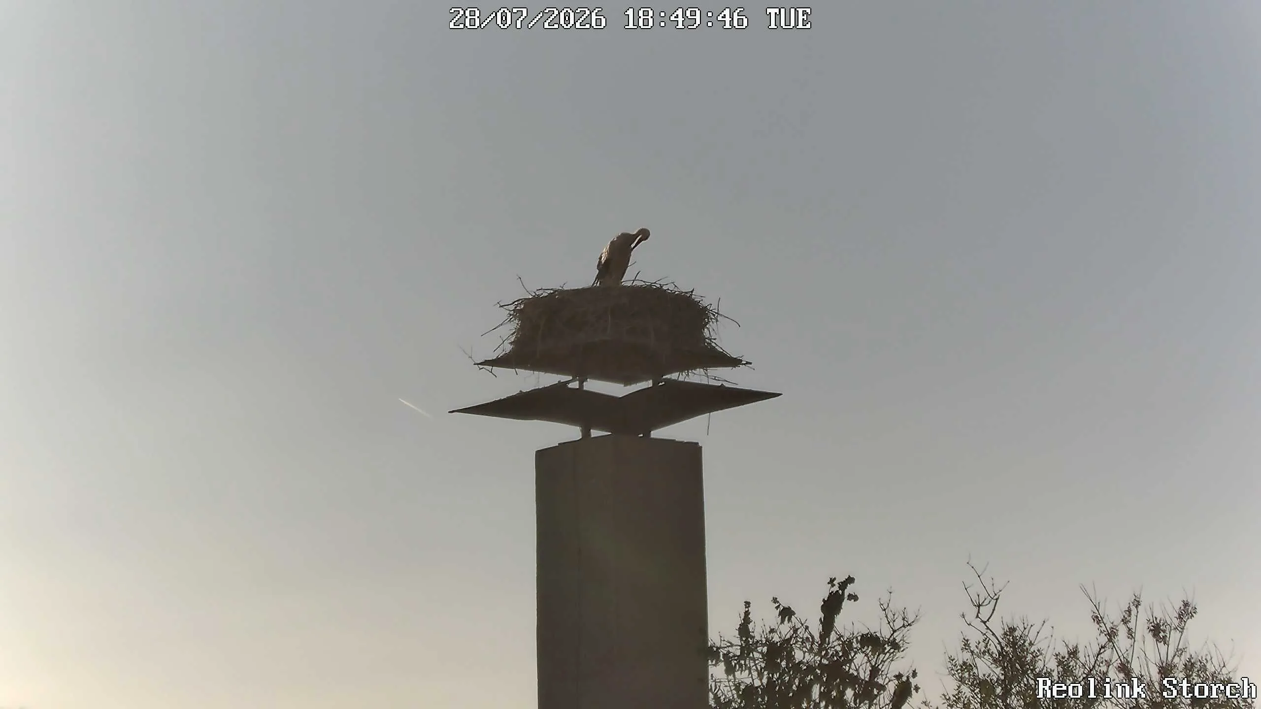 Storchencam Bild