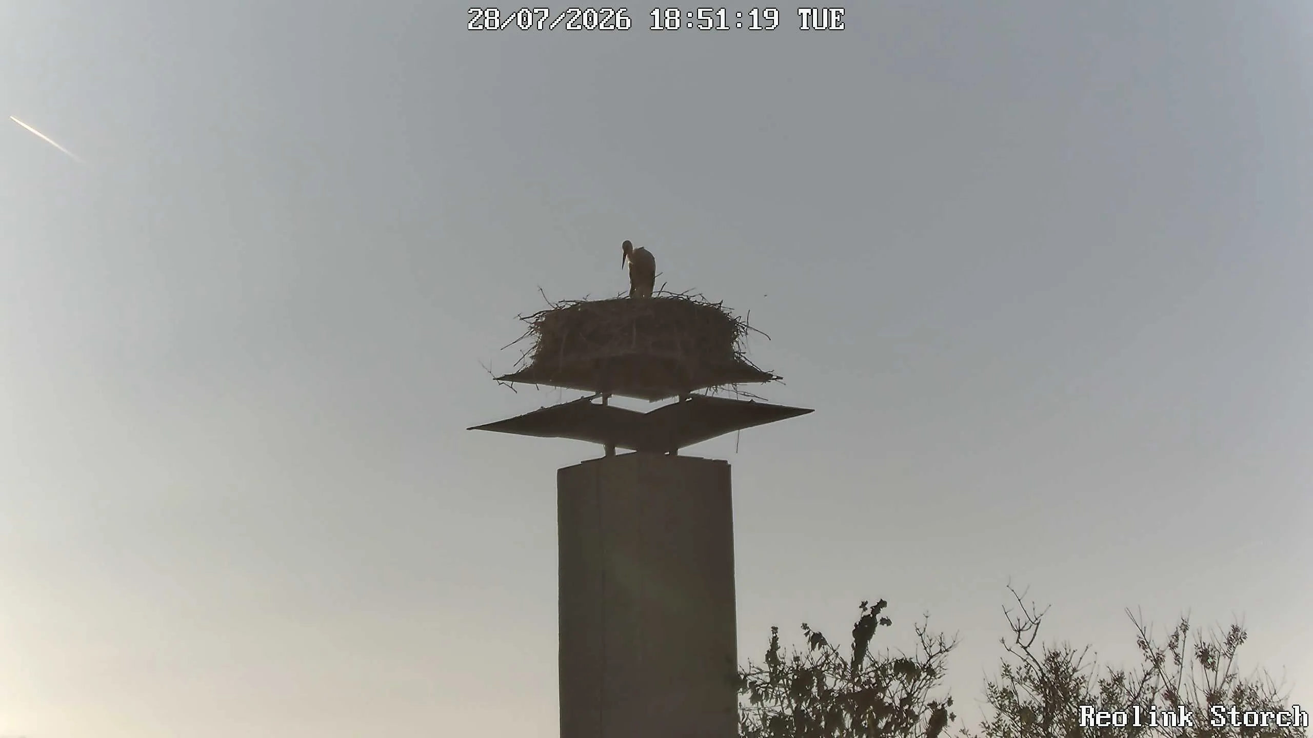 Storchencam Bild