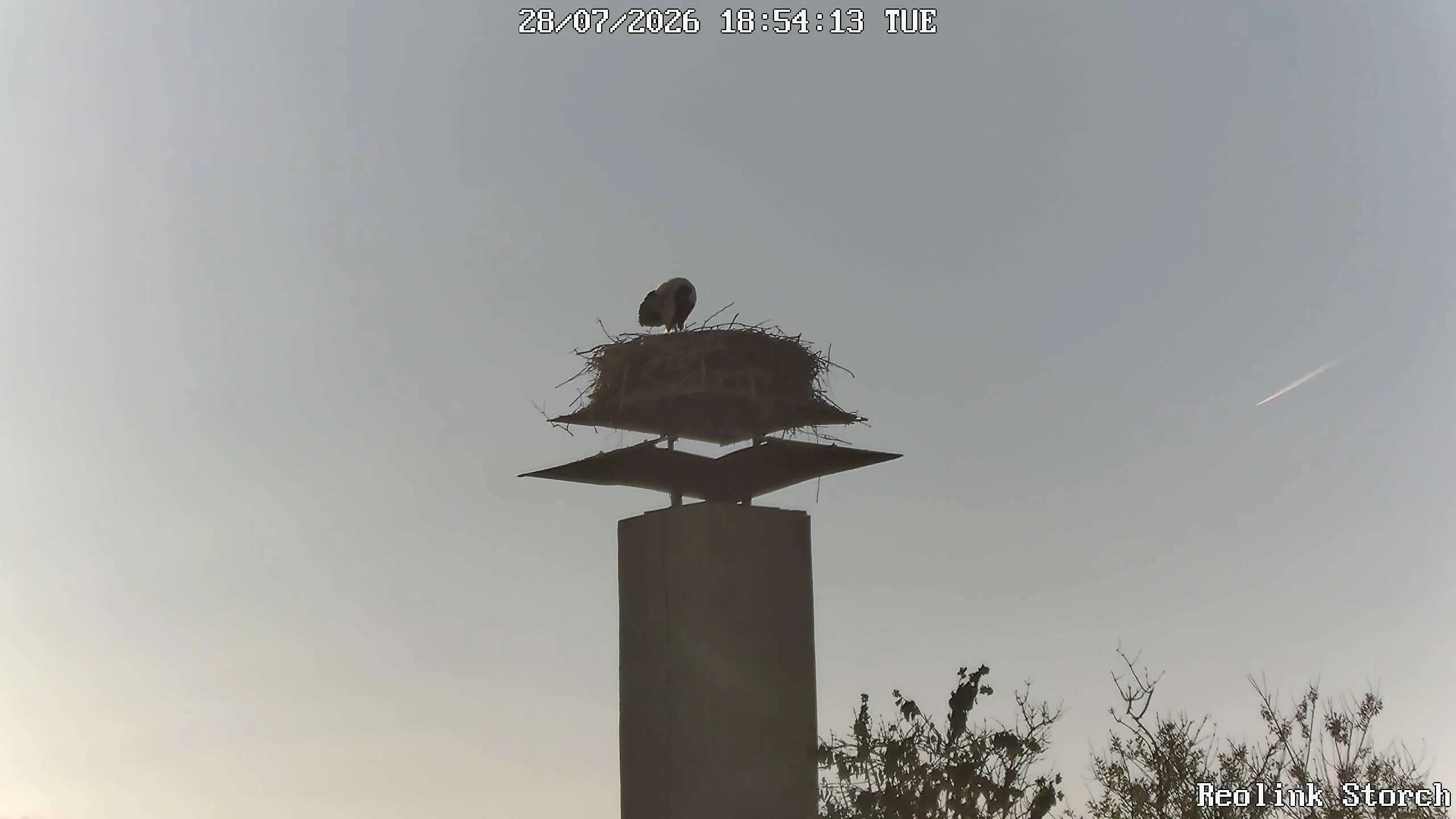 Storchencam Bild