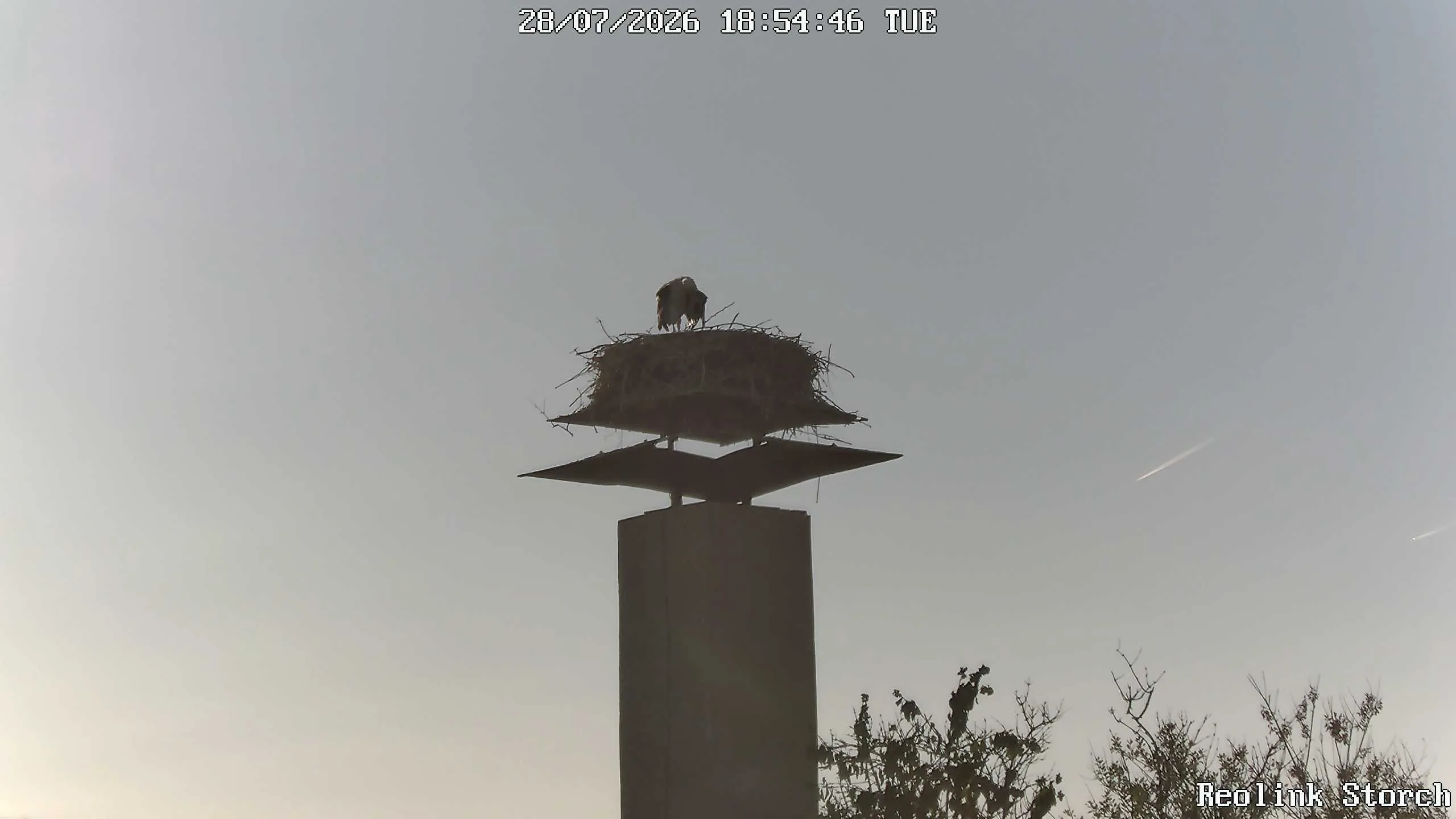 Storchencam Bild