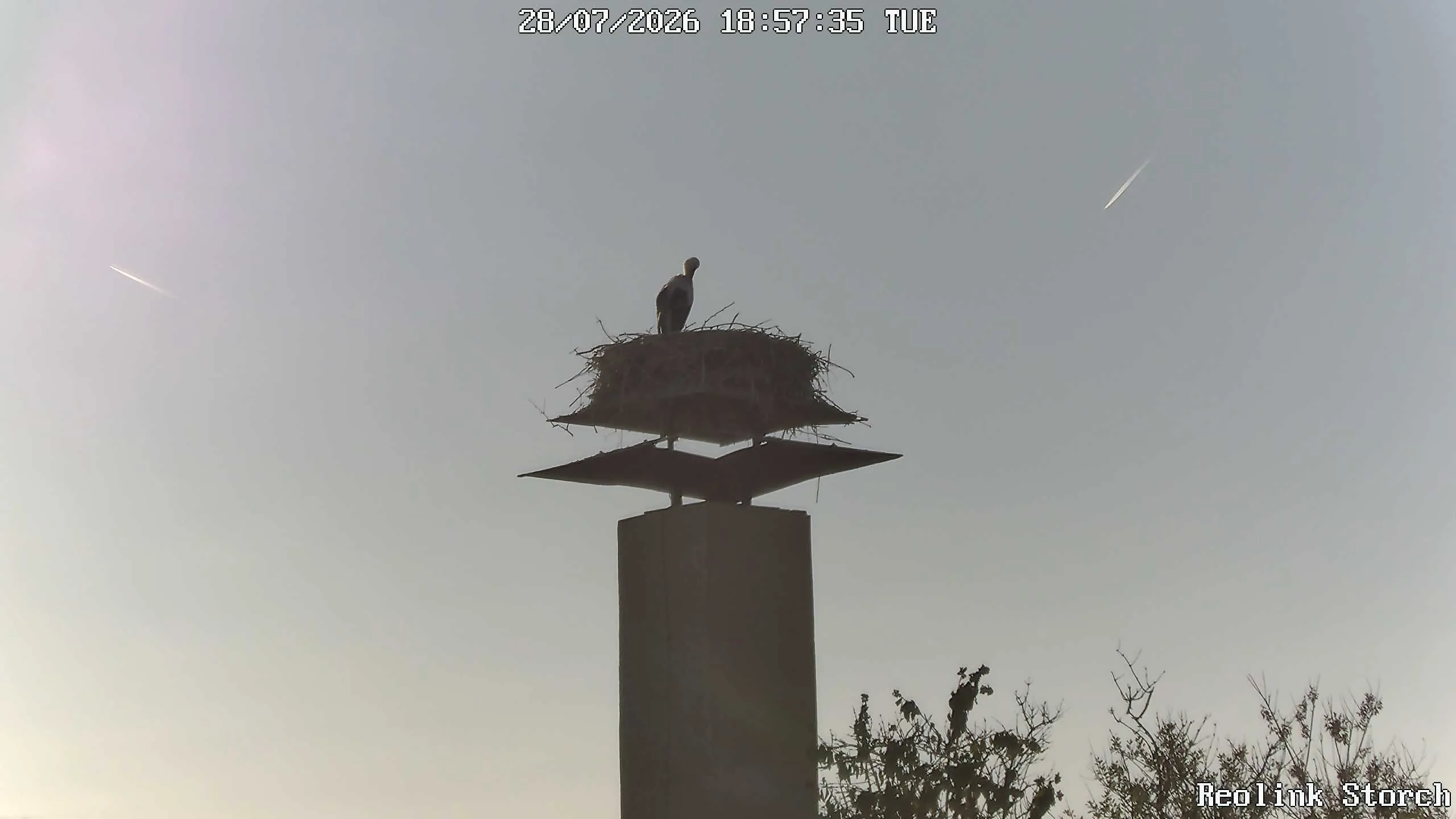 Storchencam Bild