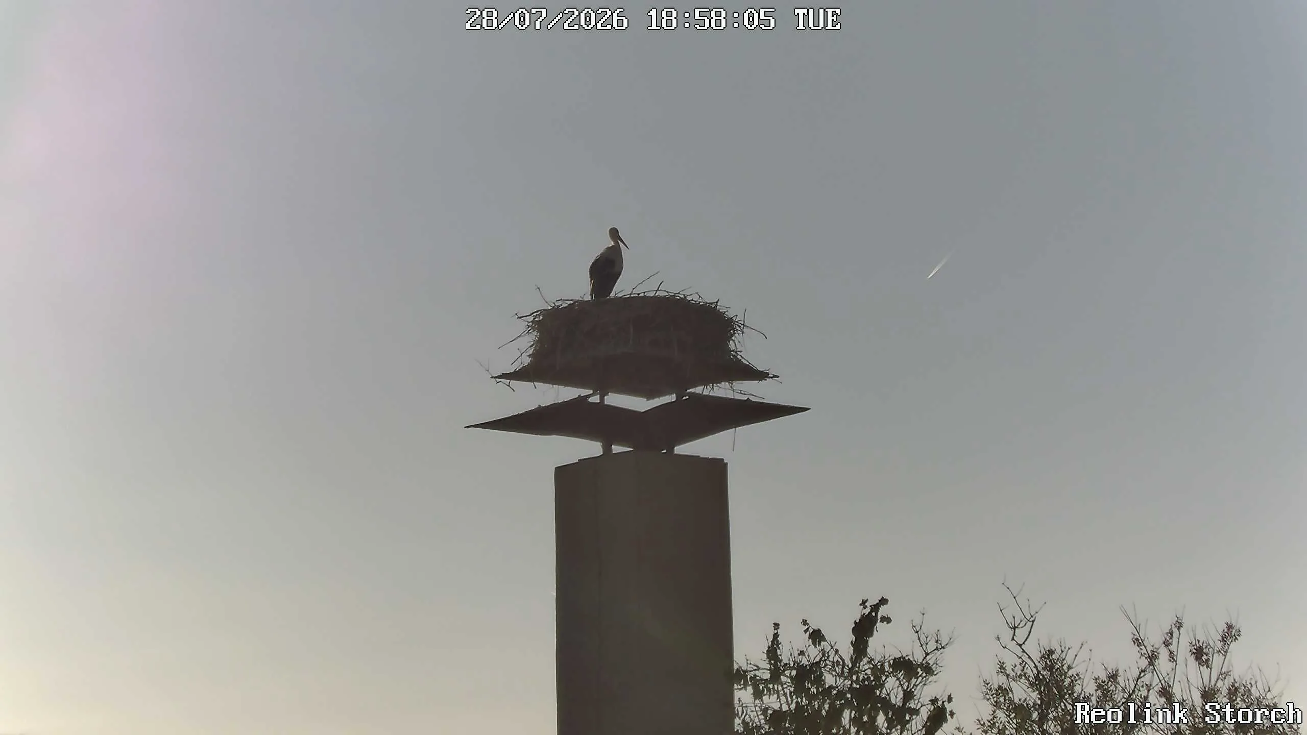 Storchencam Bild