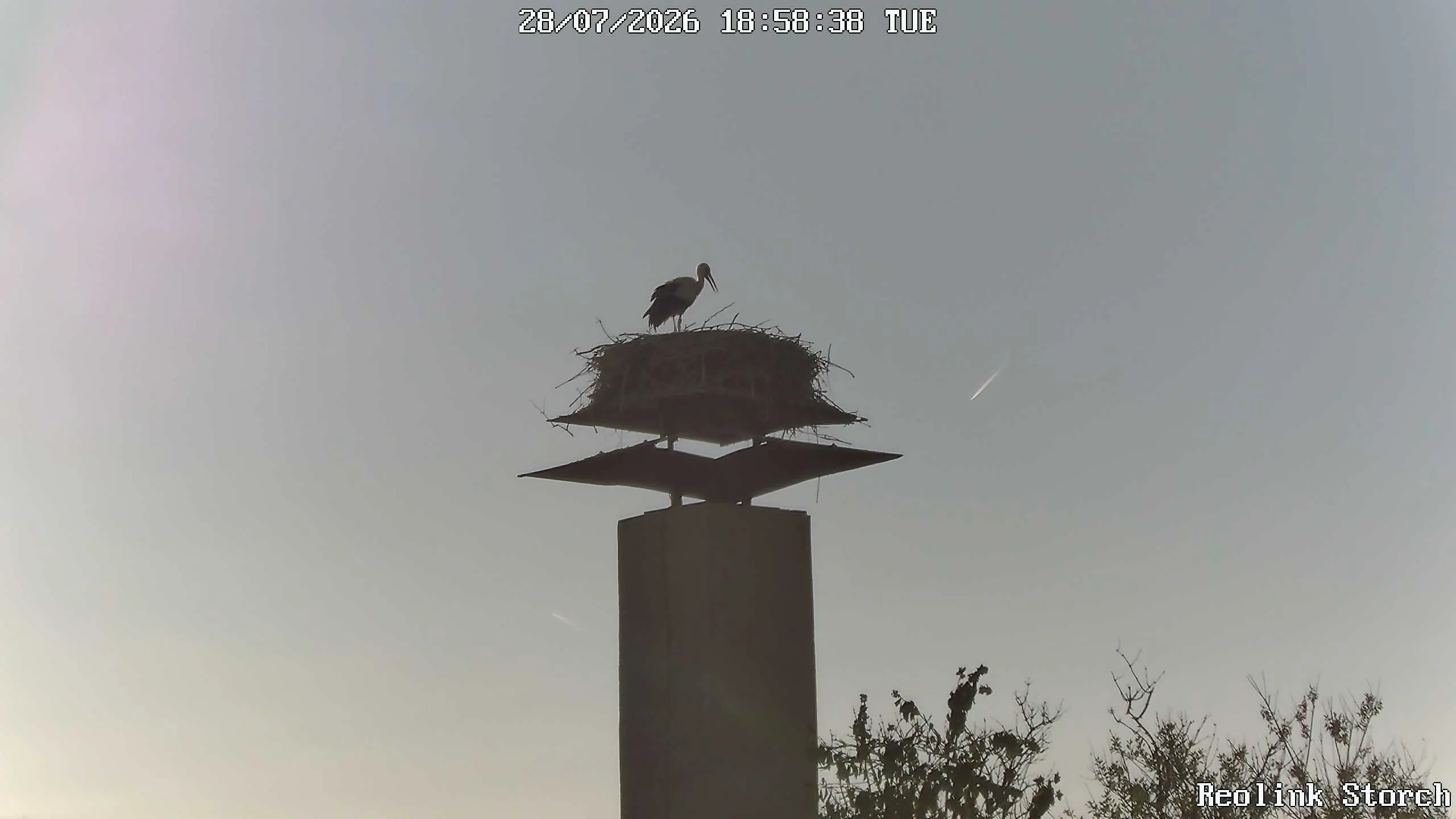 Storchencam Bild