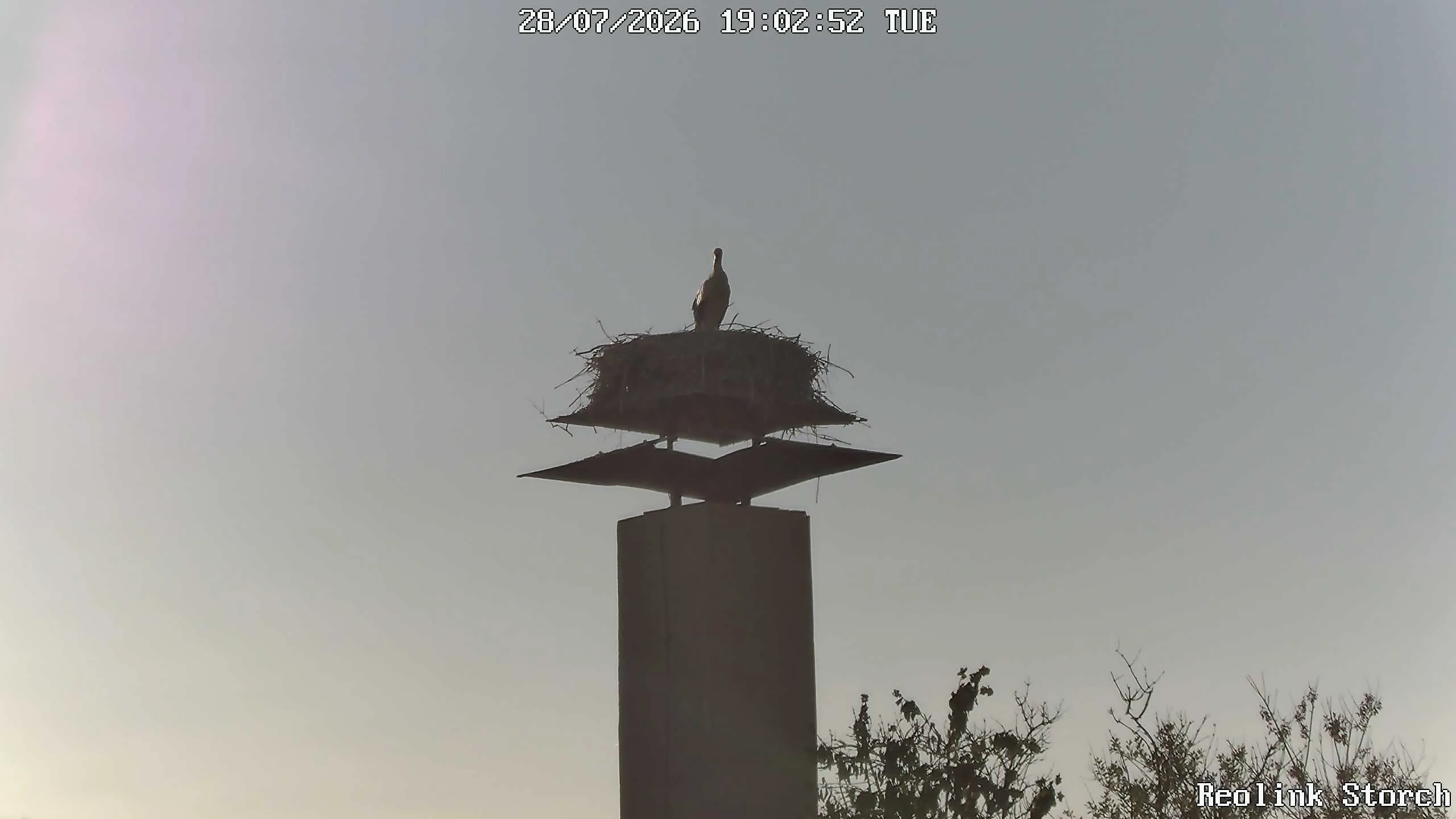 Storchencam Bild