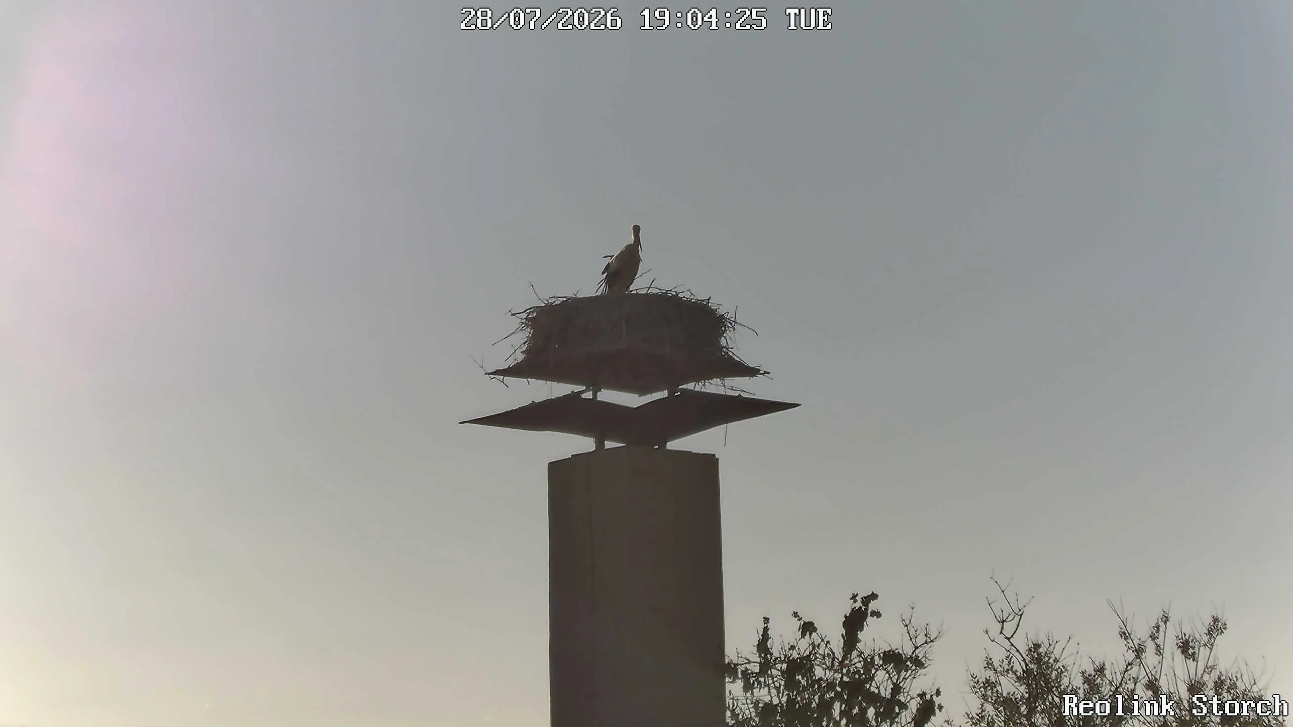 Storchencam Bild