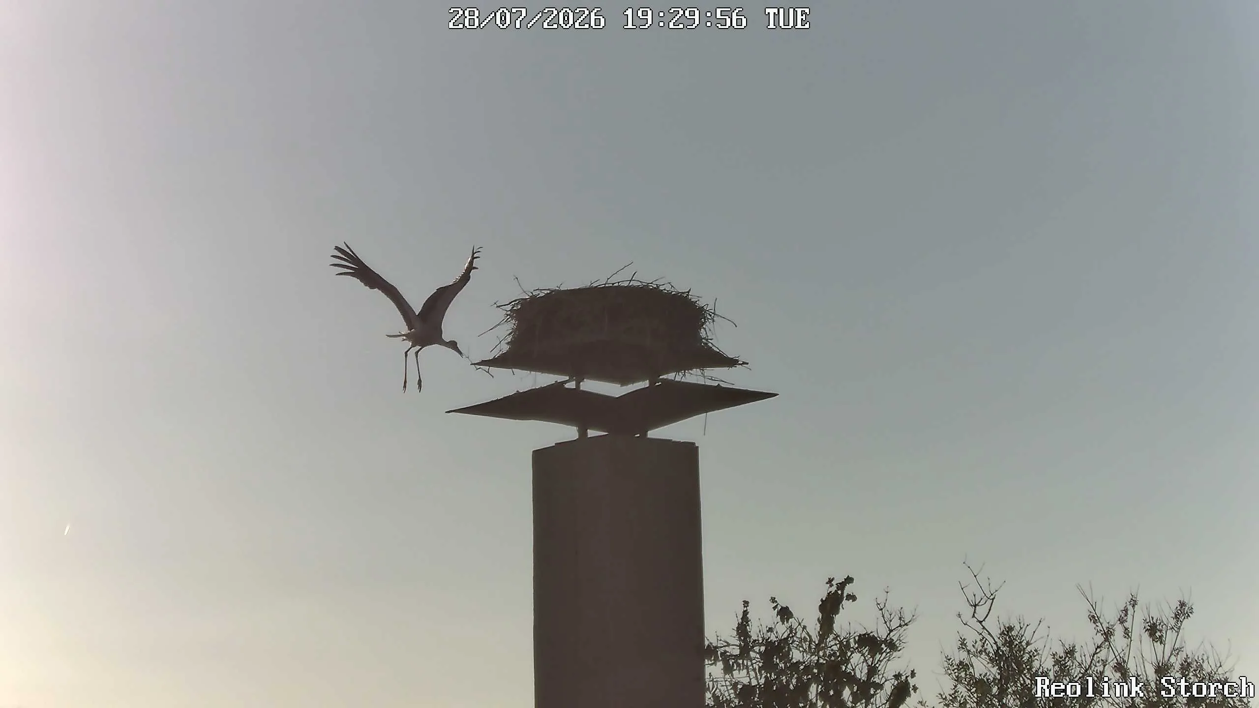Storchencam Bild