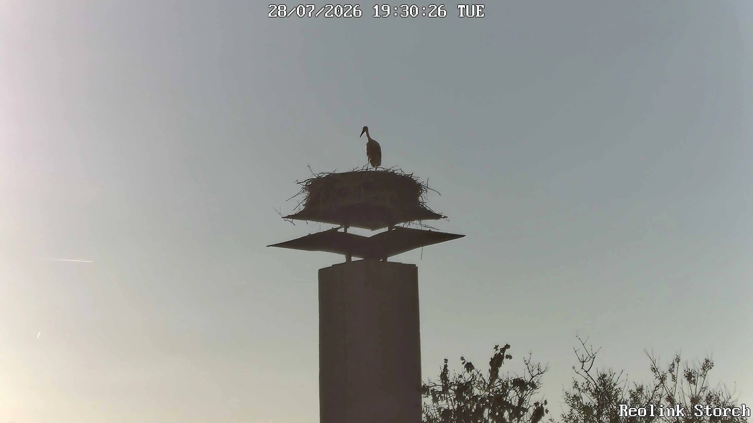 Storchencam Bild