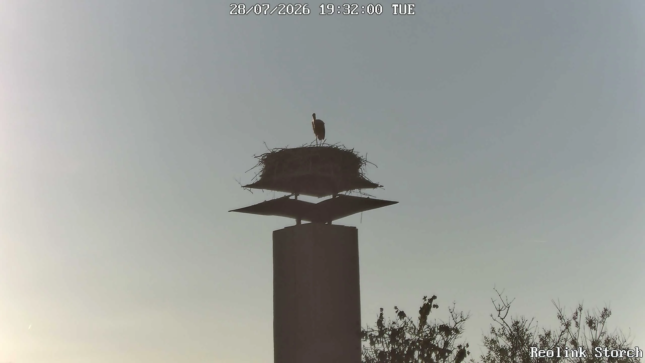 Storchencam Bild