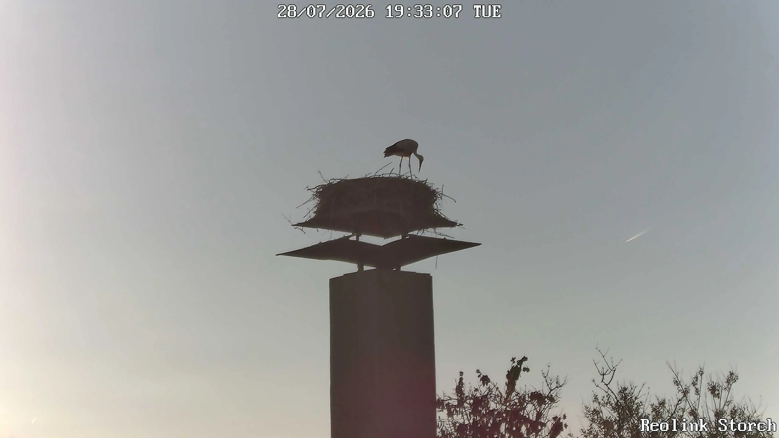 Storchencam Bild