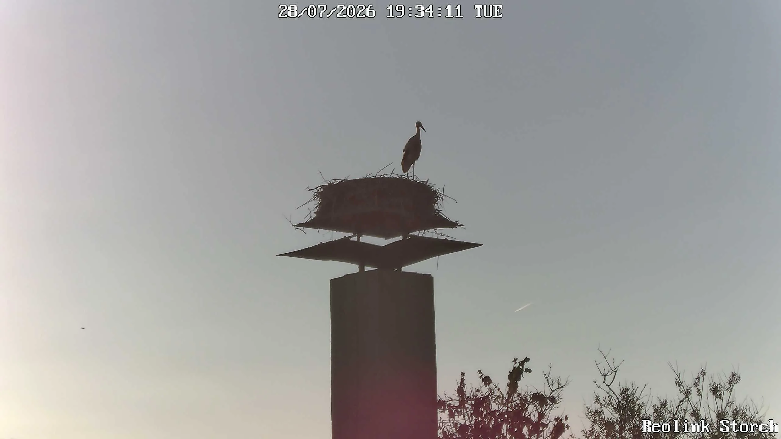 Storchencam Bild