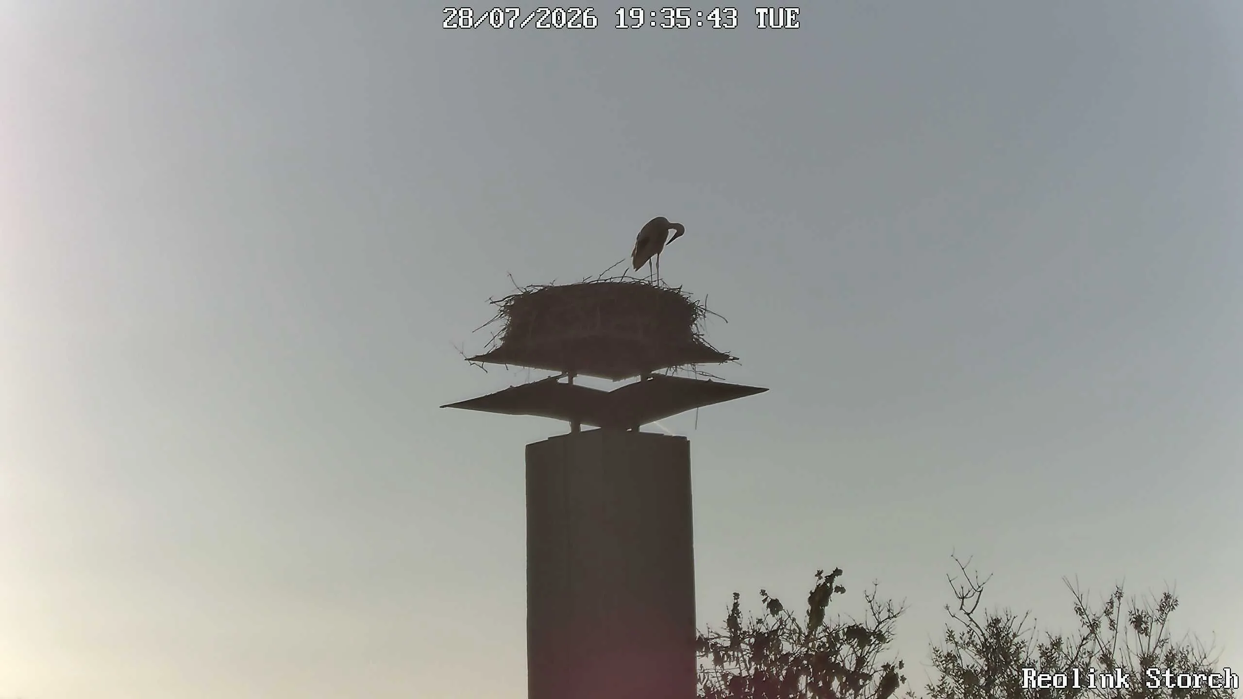 Storchencam Bild