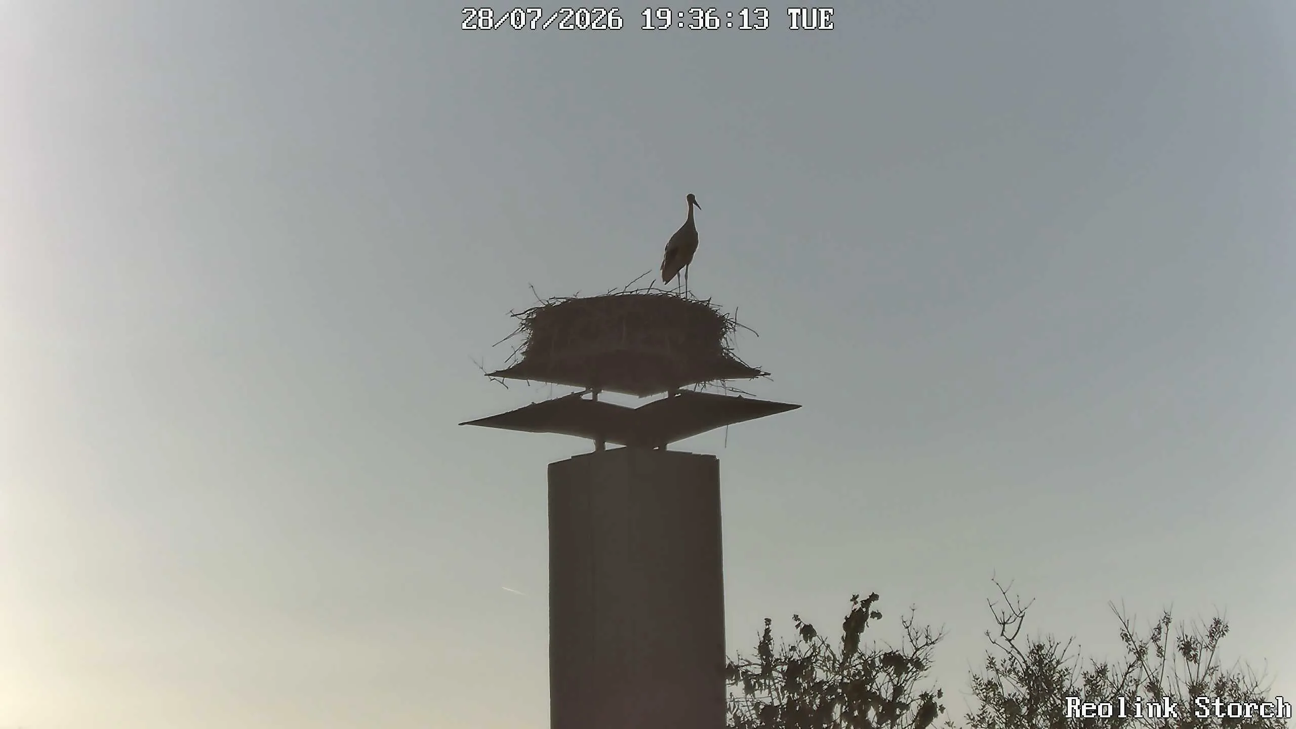 Storchencam Bild