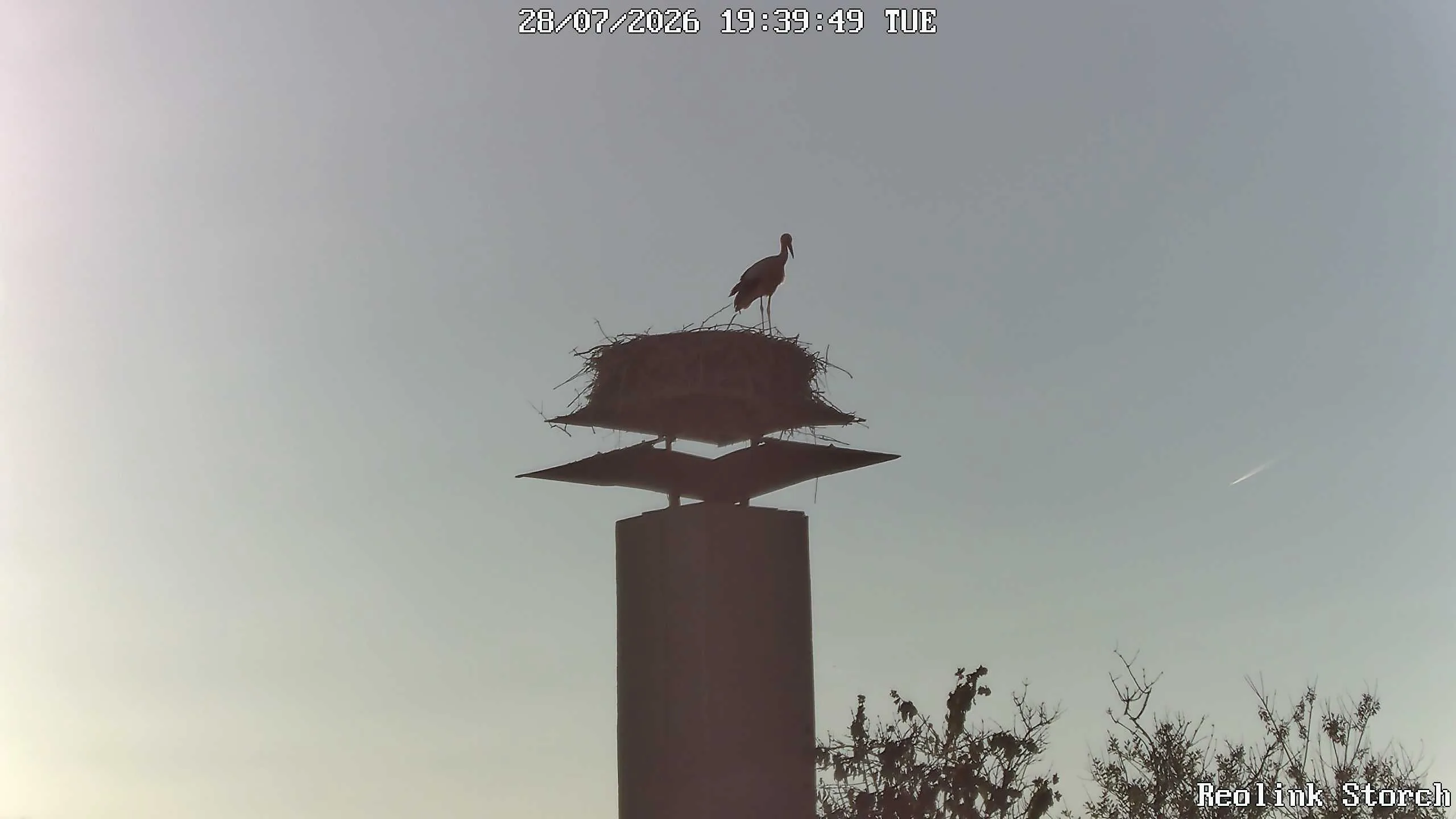 Storchencam Bild