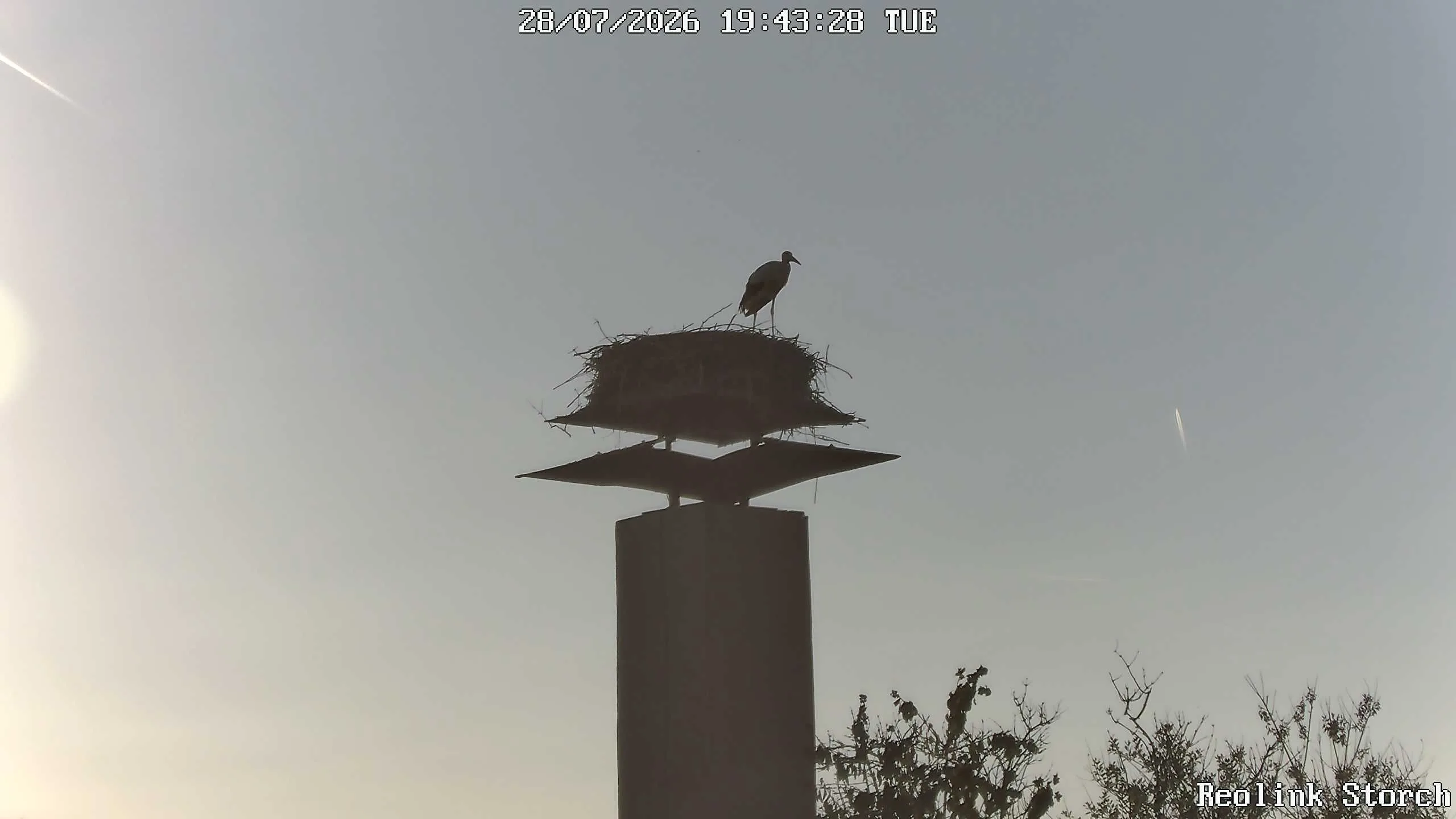 Storchencam Bild