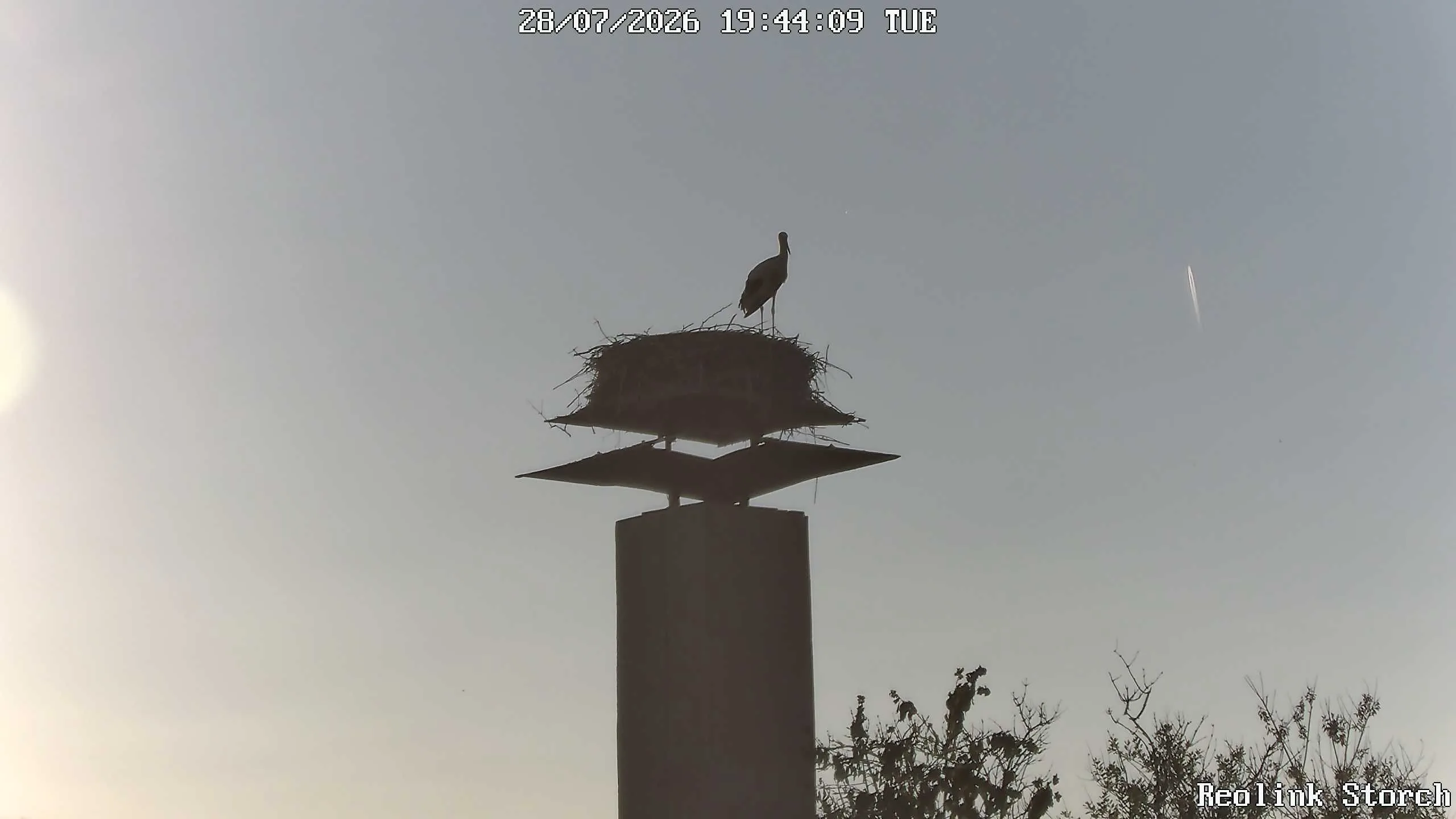 Storchencam Bild