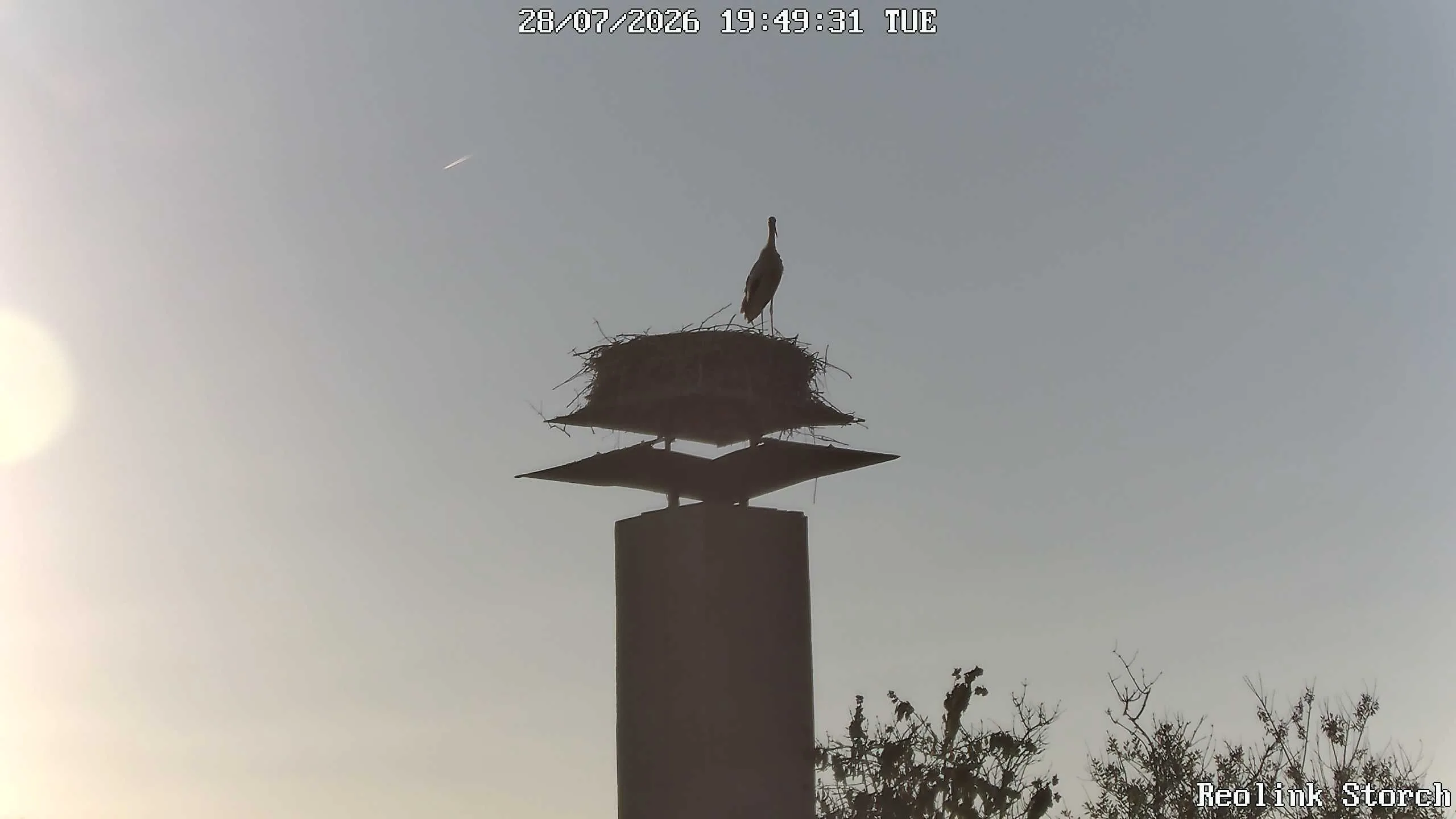 Storchencam Bild