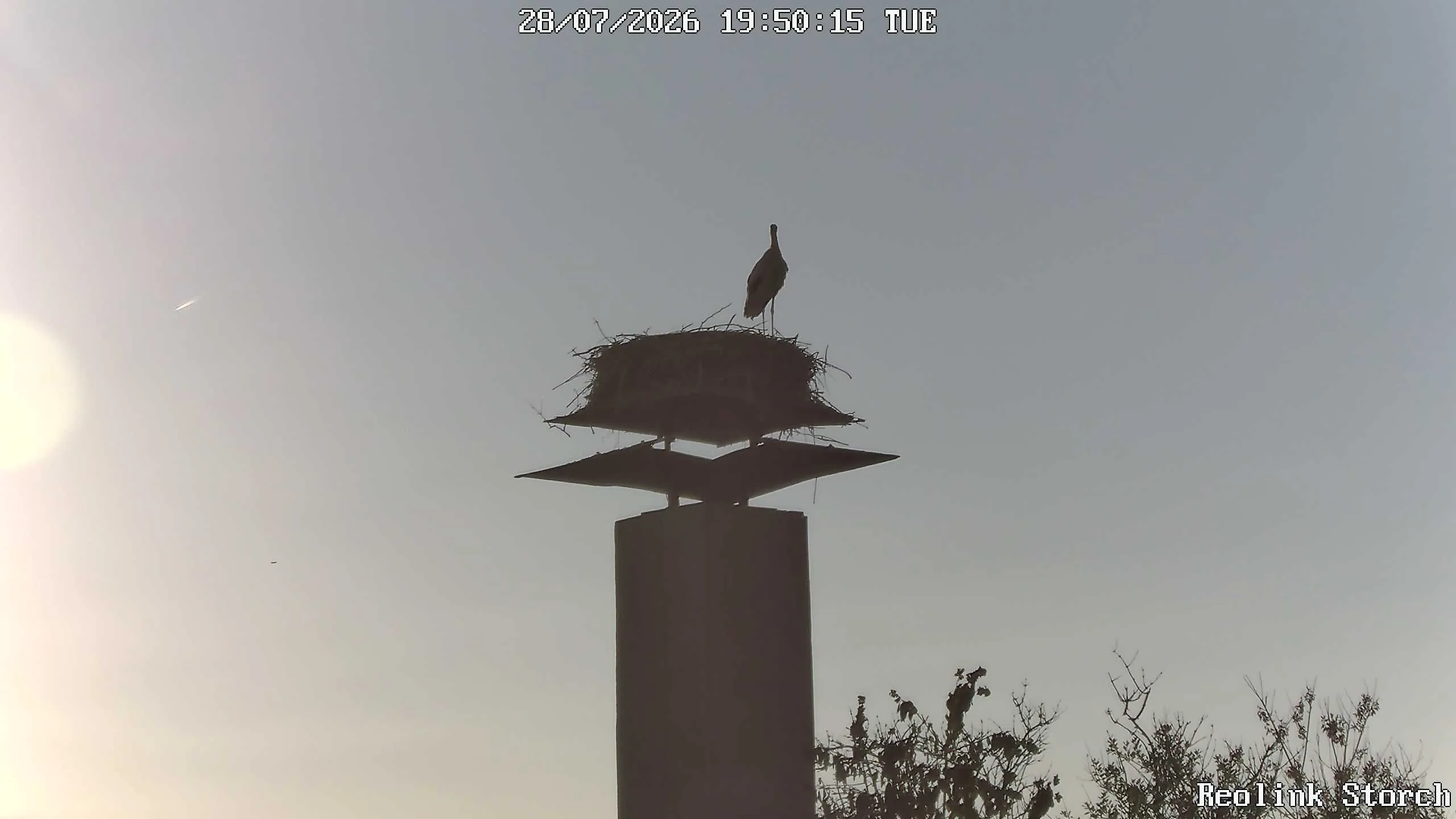 Storchencam Bild
