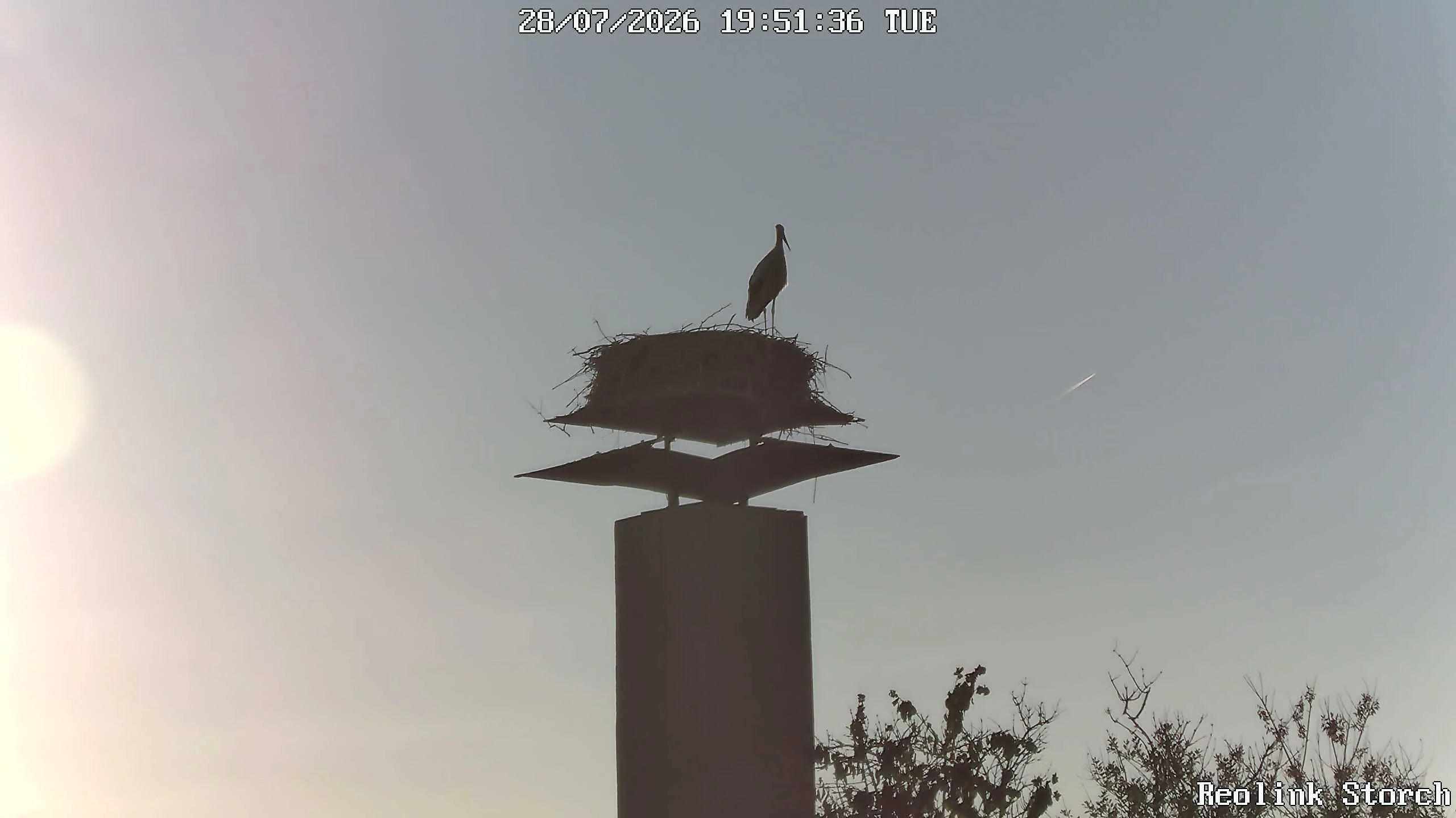 Storchencam Bild