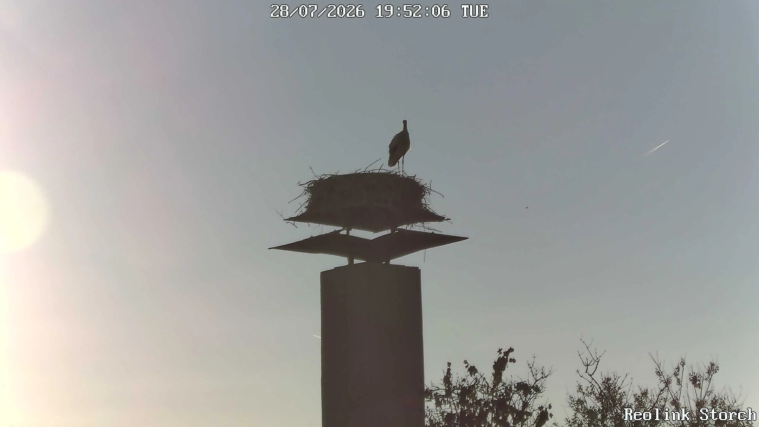 Storchencam Bild