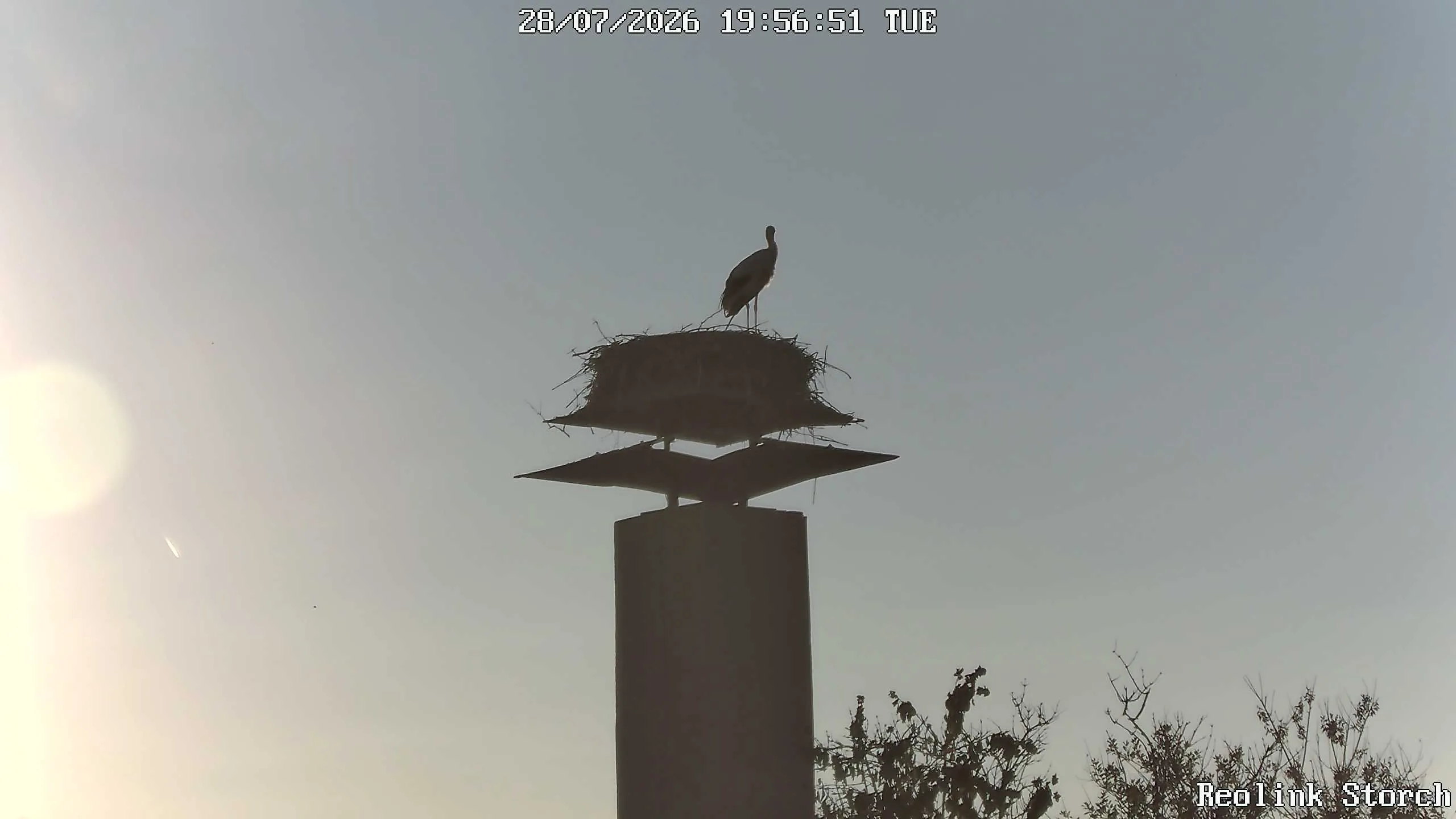 Storchencam Bild