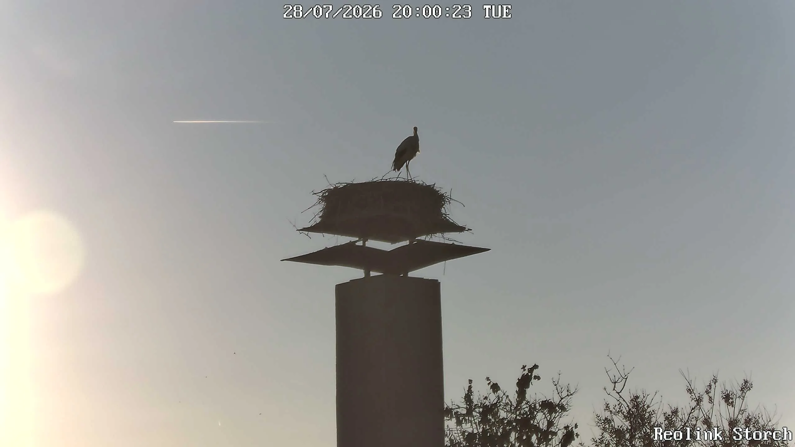 Storchencam Bild