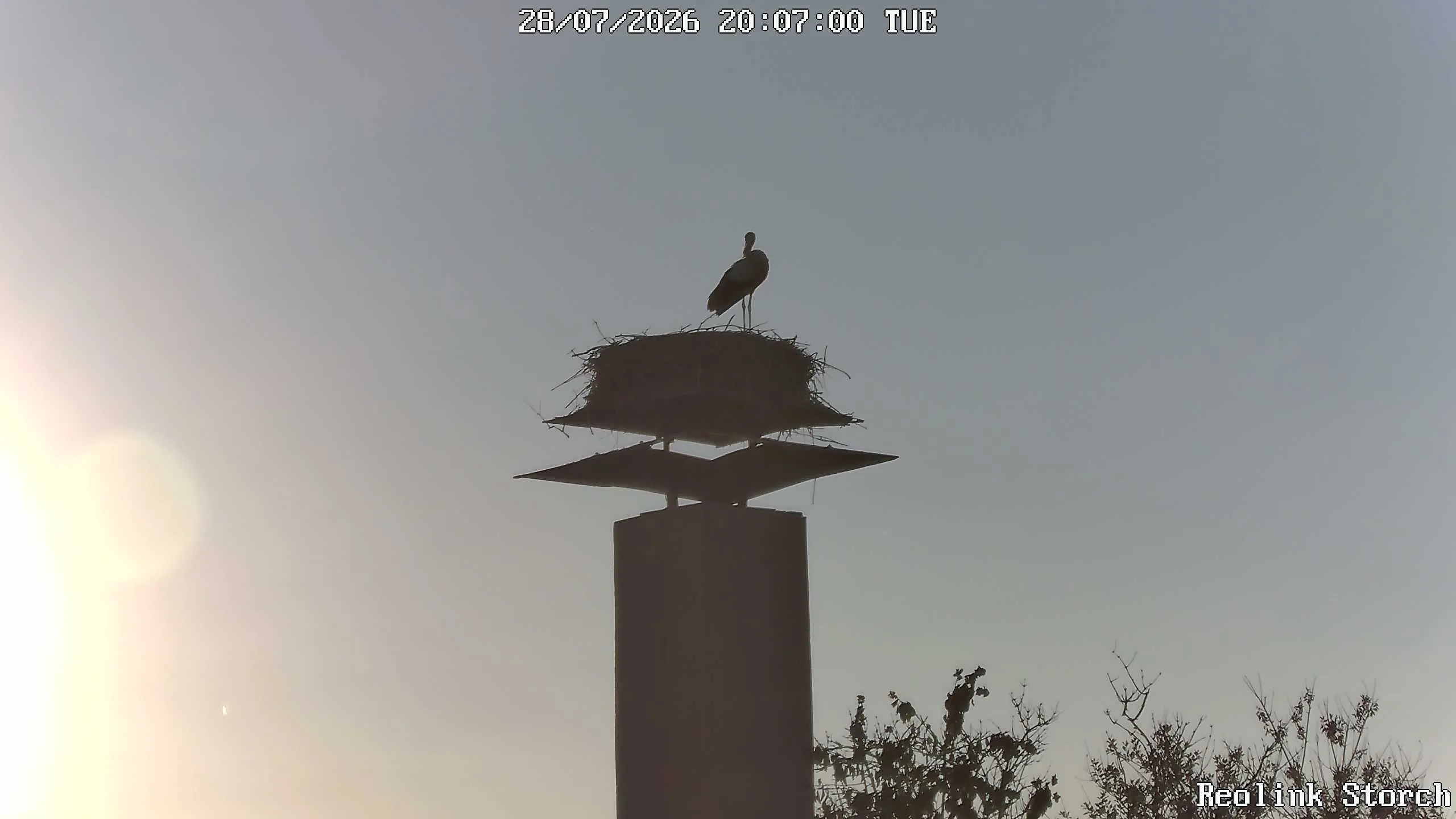 Storchencam Bild